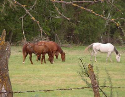 5 Acres or More - Residential