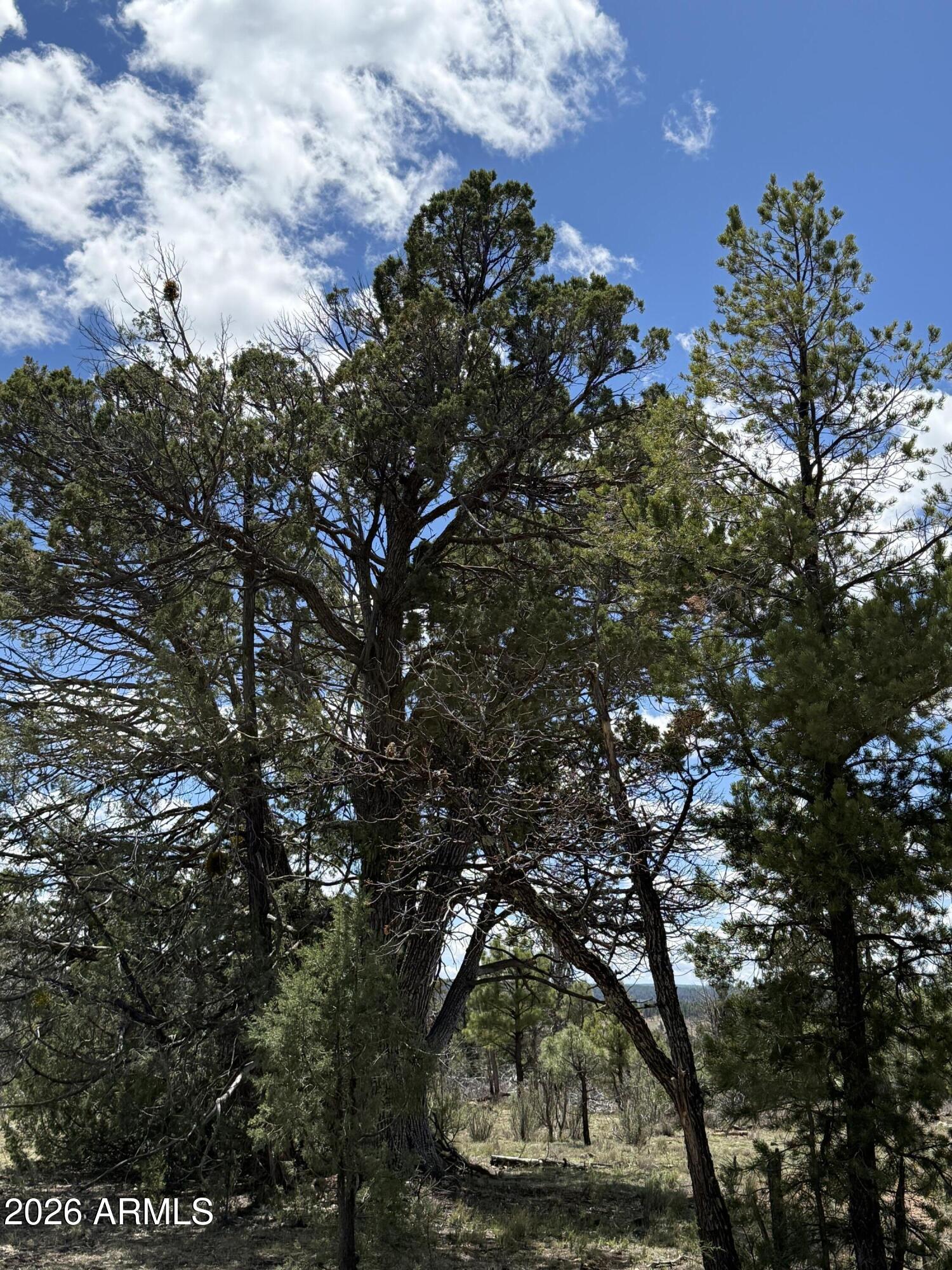CLEAR CREEK PINES 9 - Land