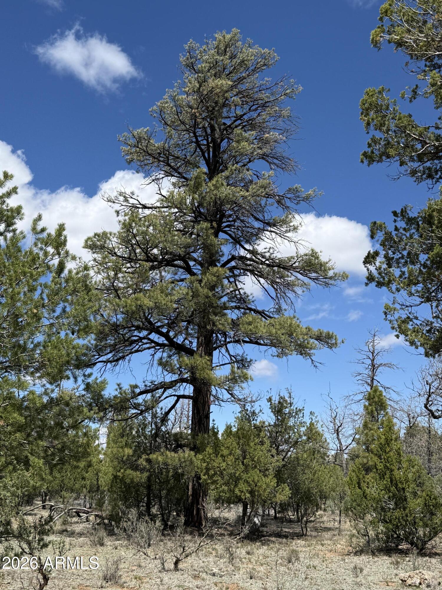 CLEAR CREEK PINES 9 - Land