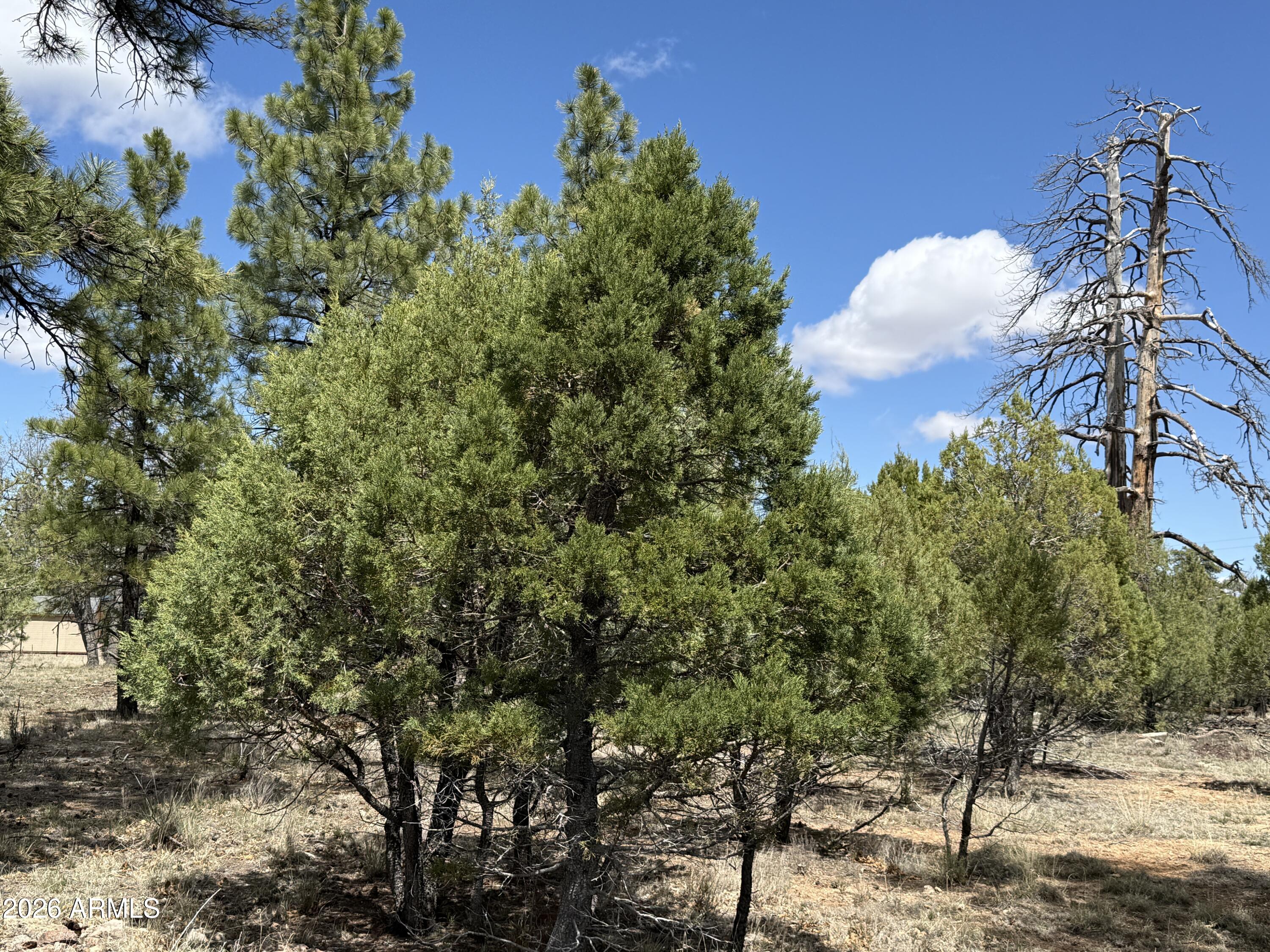 CLEAR CREEK PINES 9 - Land