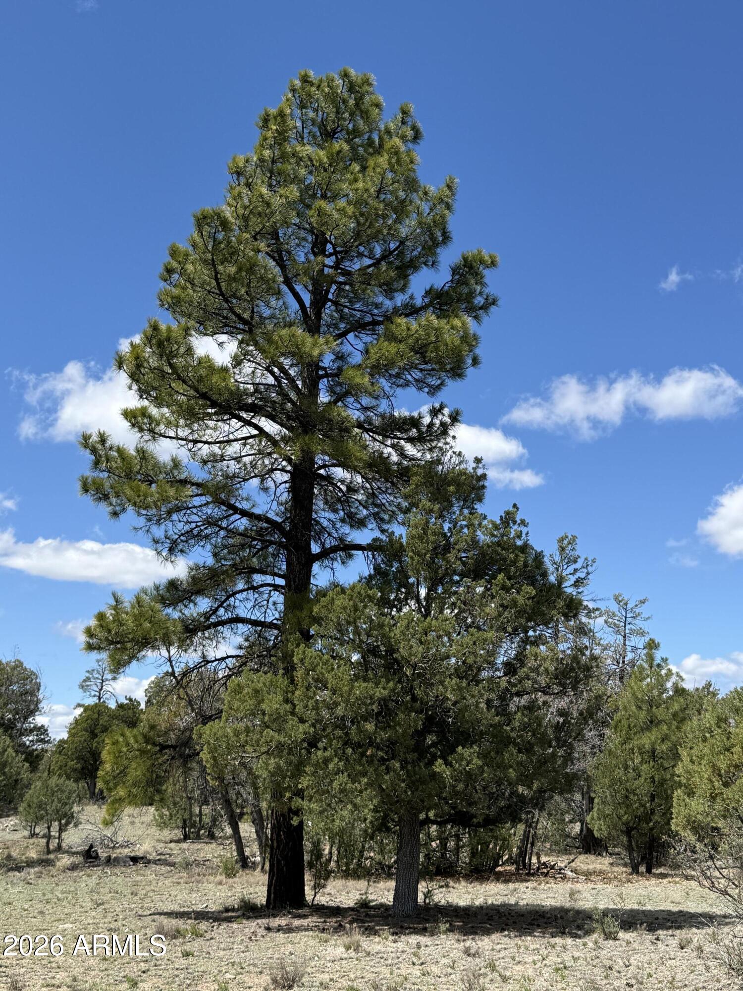 CLEAR CREEK PINES 9 - Land