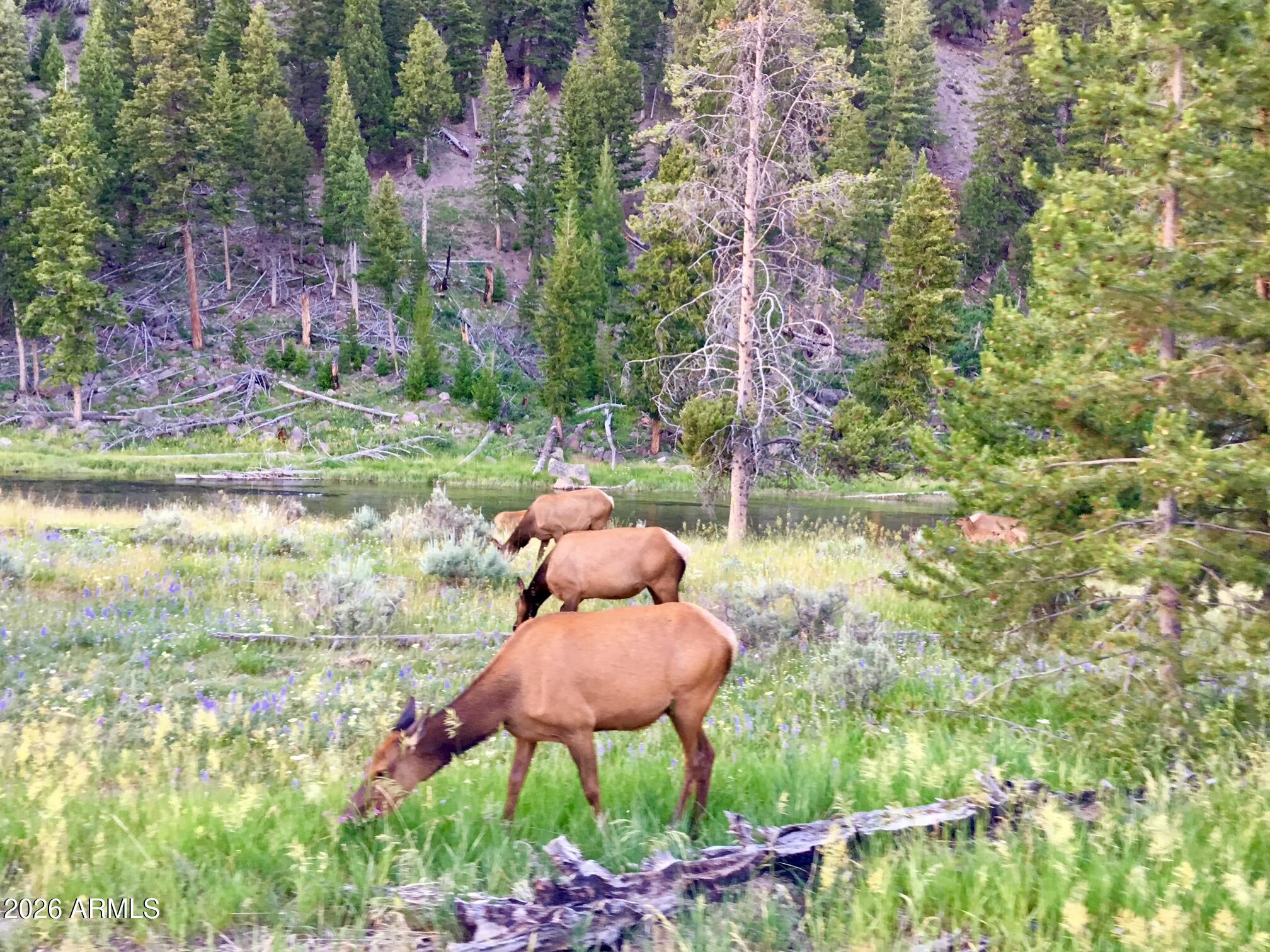 PINETOP LAKES EQUESTRIAN UNIT 1 - Residential