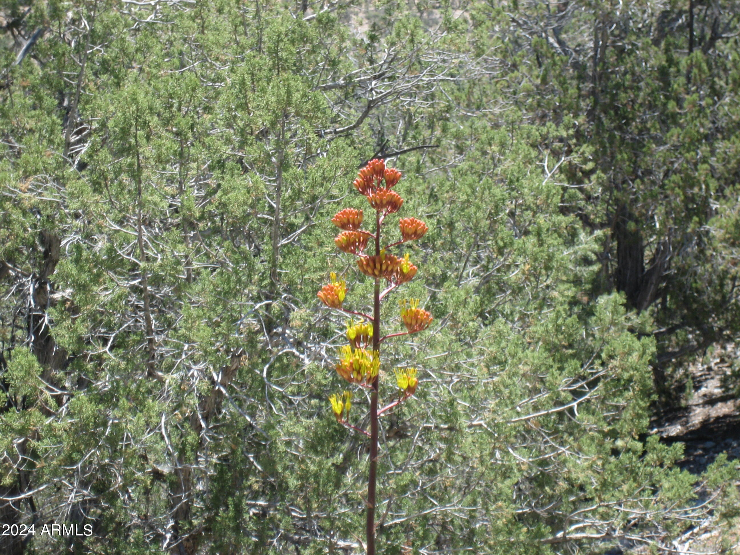 SIERRA VERDE RANCH UNIT 35 - Land