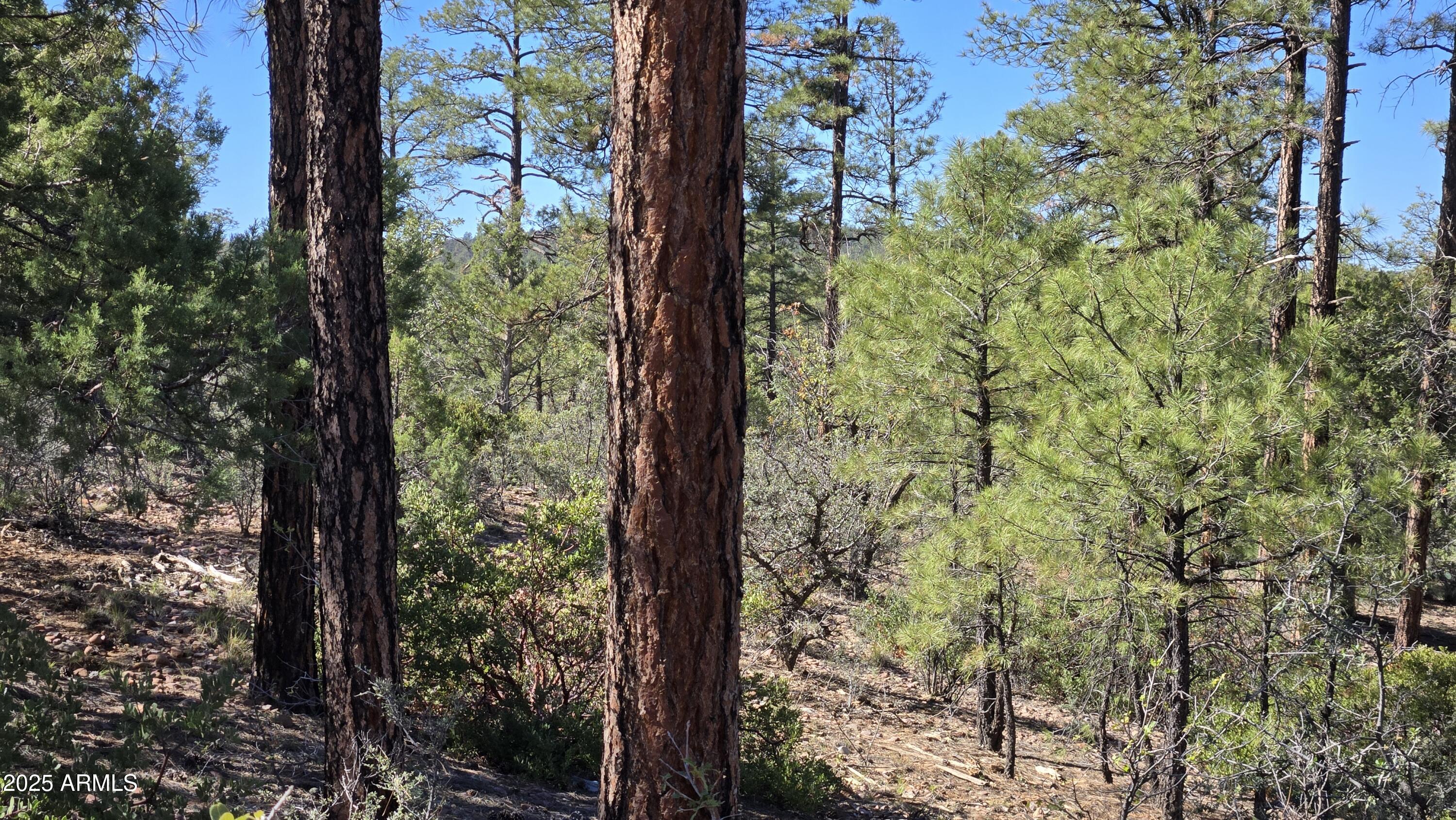Sierra Pines - Land