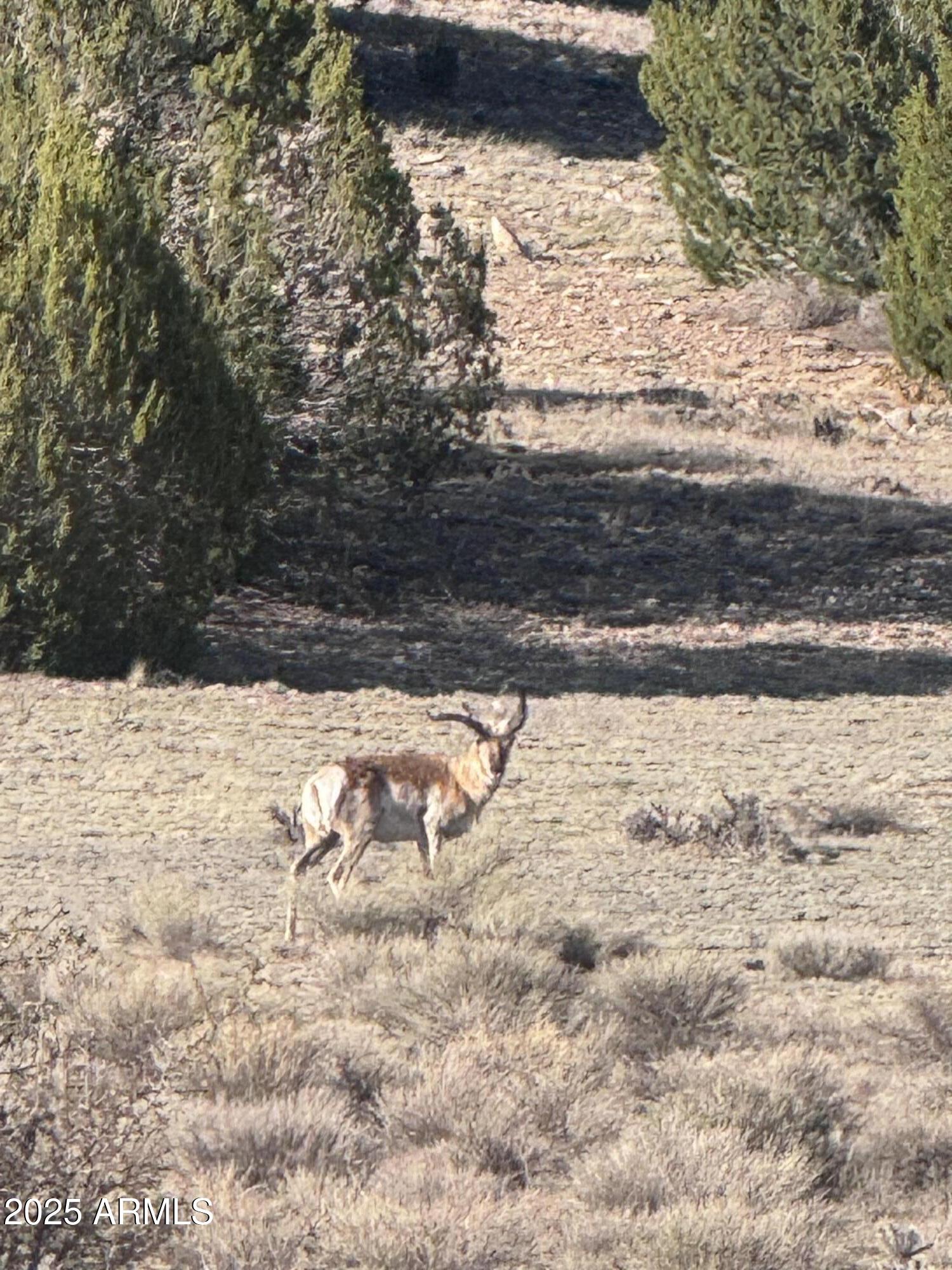 SIERRA VERDE RANCH UNIT 36 - Land