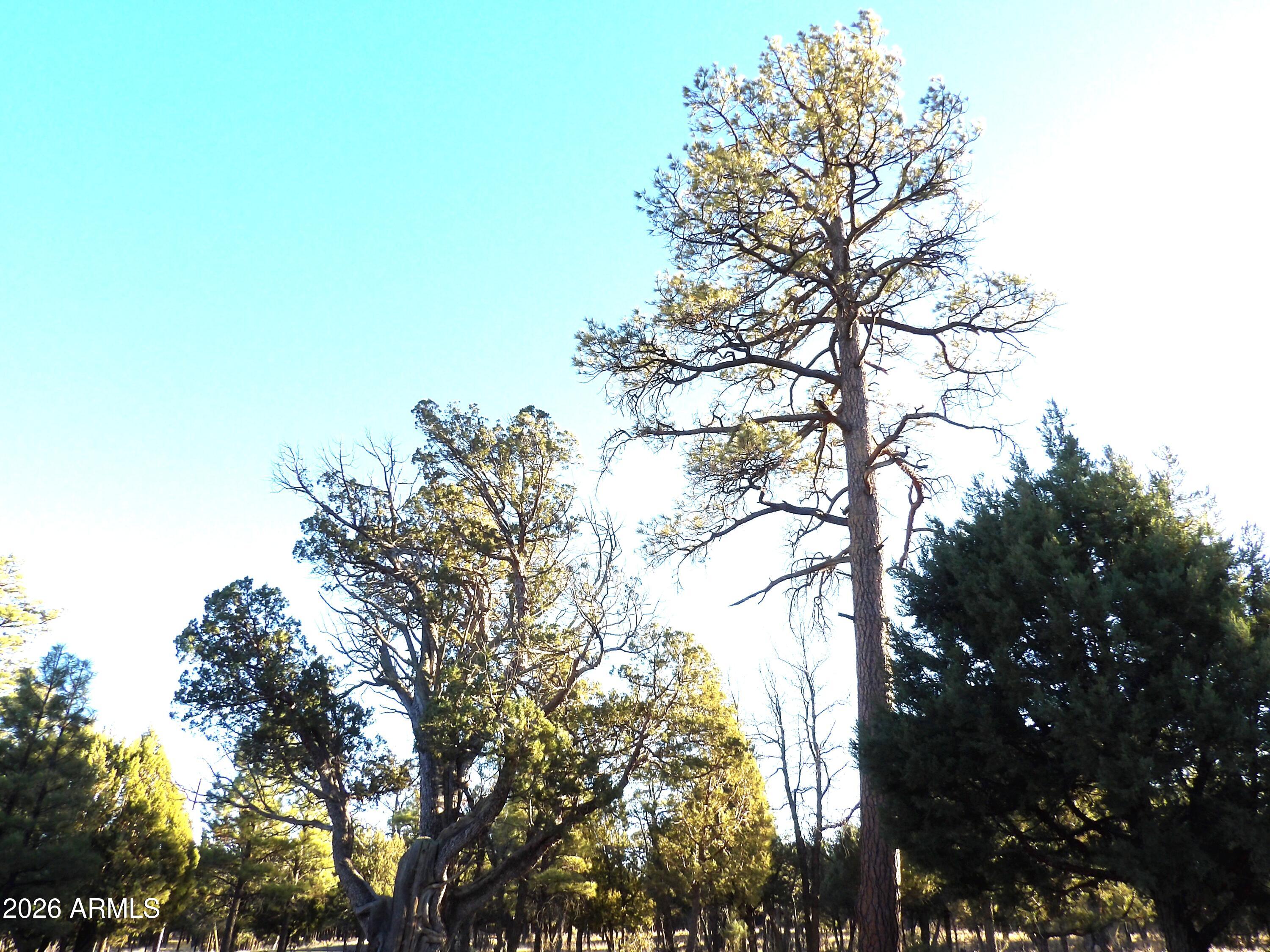 TAMARRON PINES PHASE 4 - Land