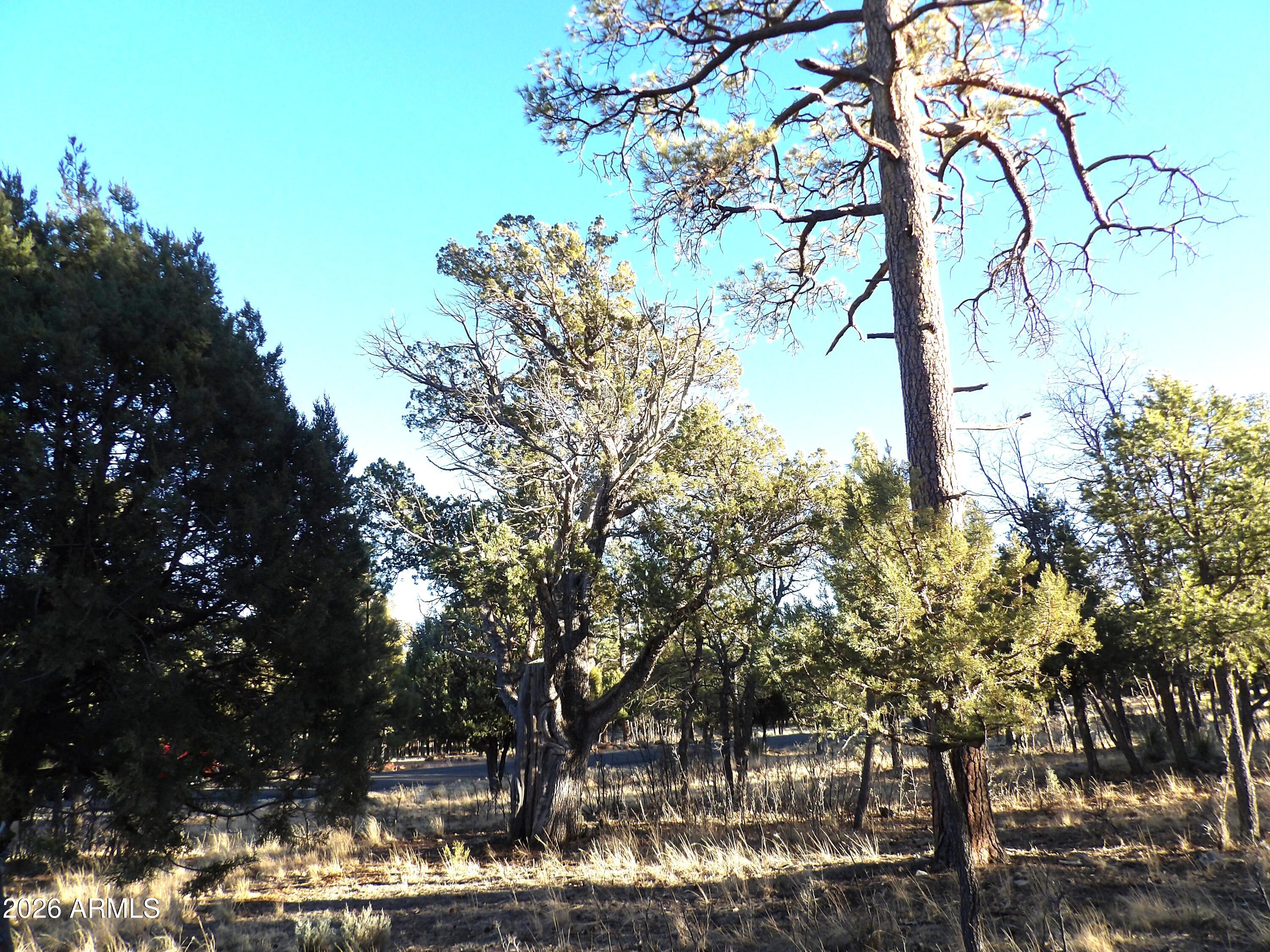 TAMARRON PINES PHASE 4 - Land