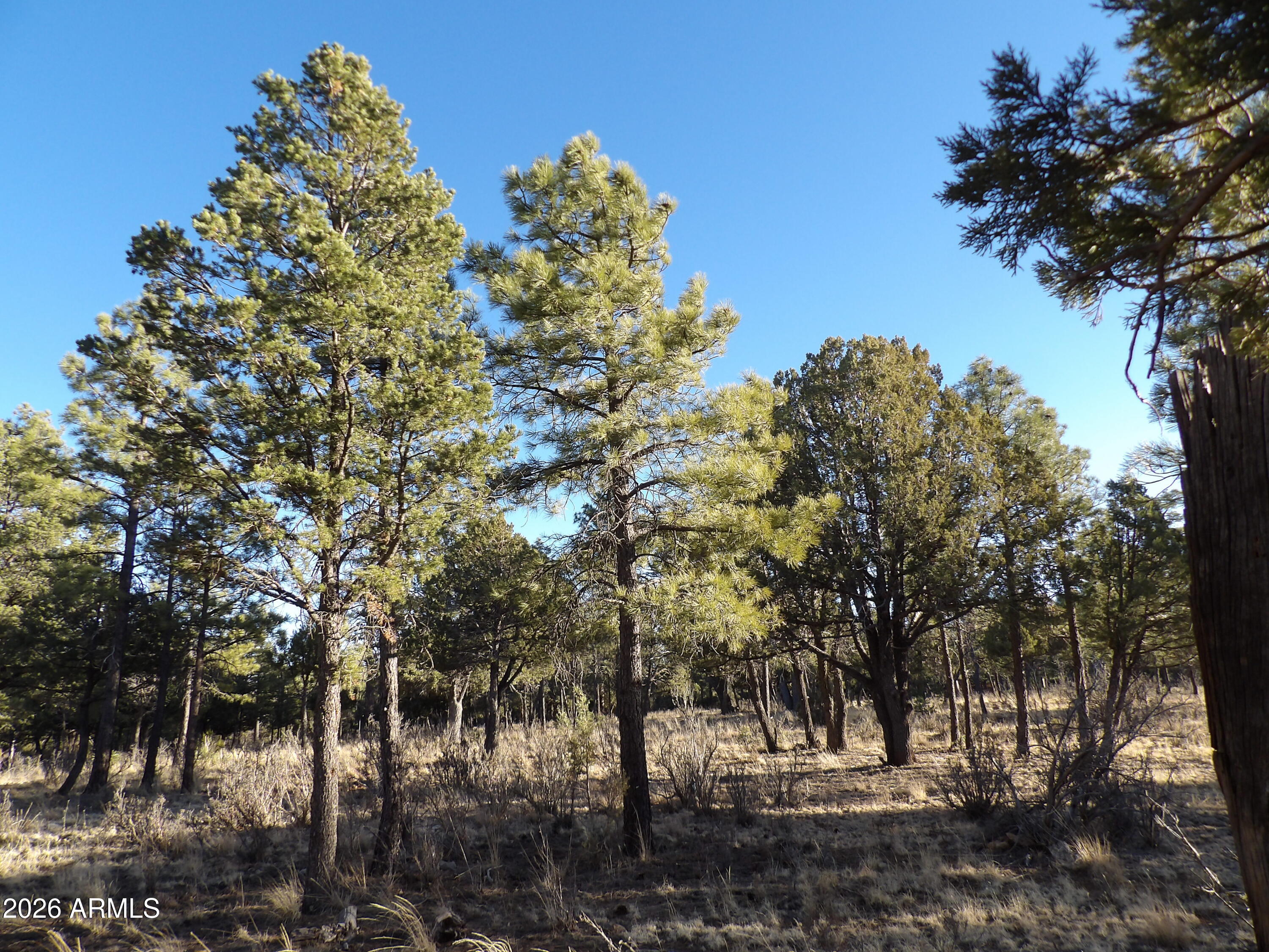 TAMARRON PINES PHASE 4 - Land