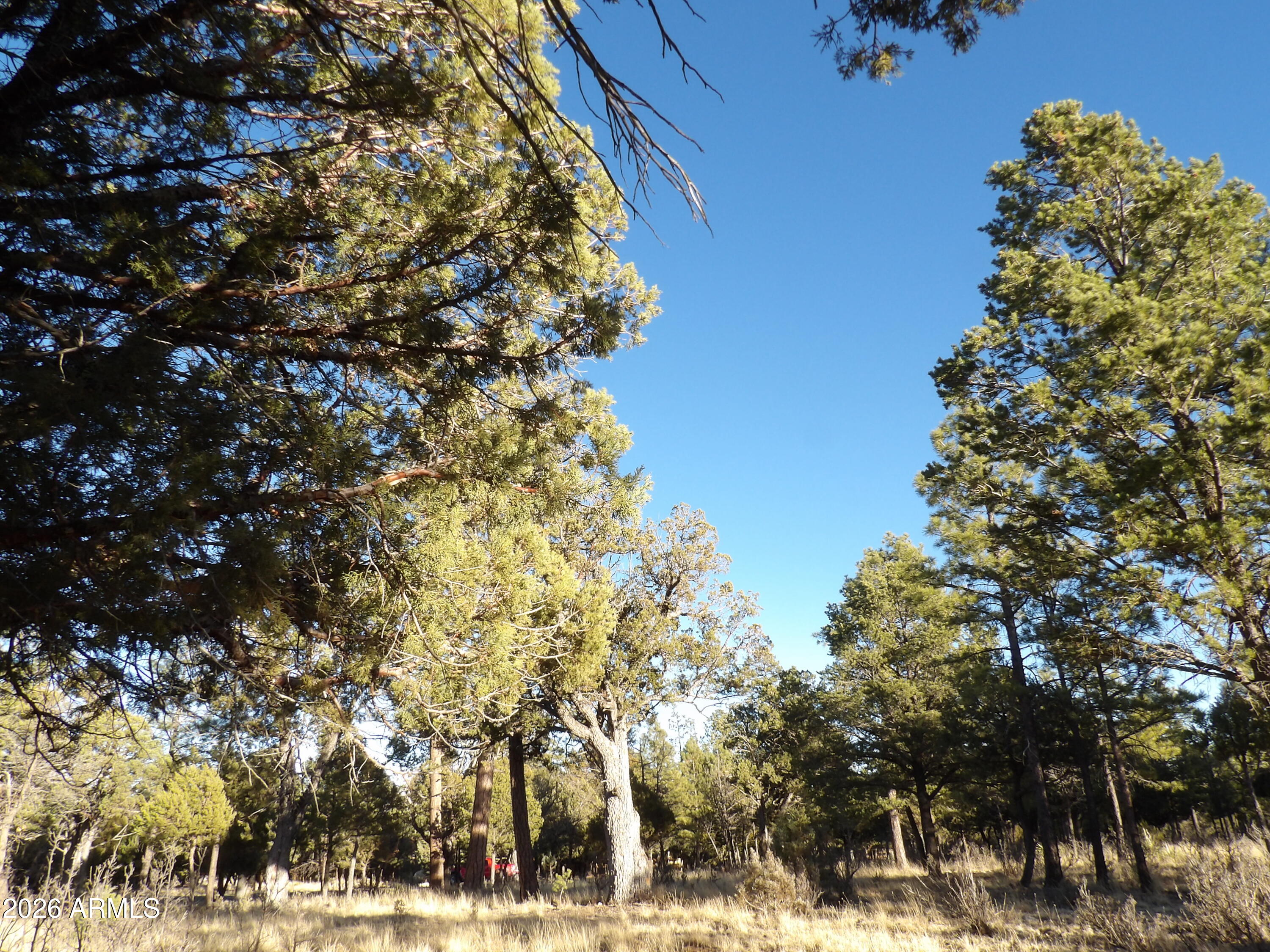 TAMARRON PINES PHASE 4 - Land