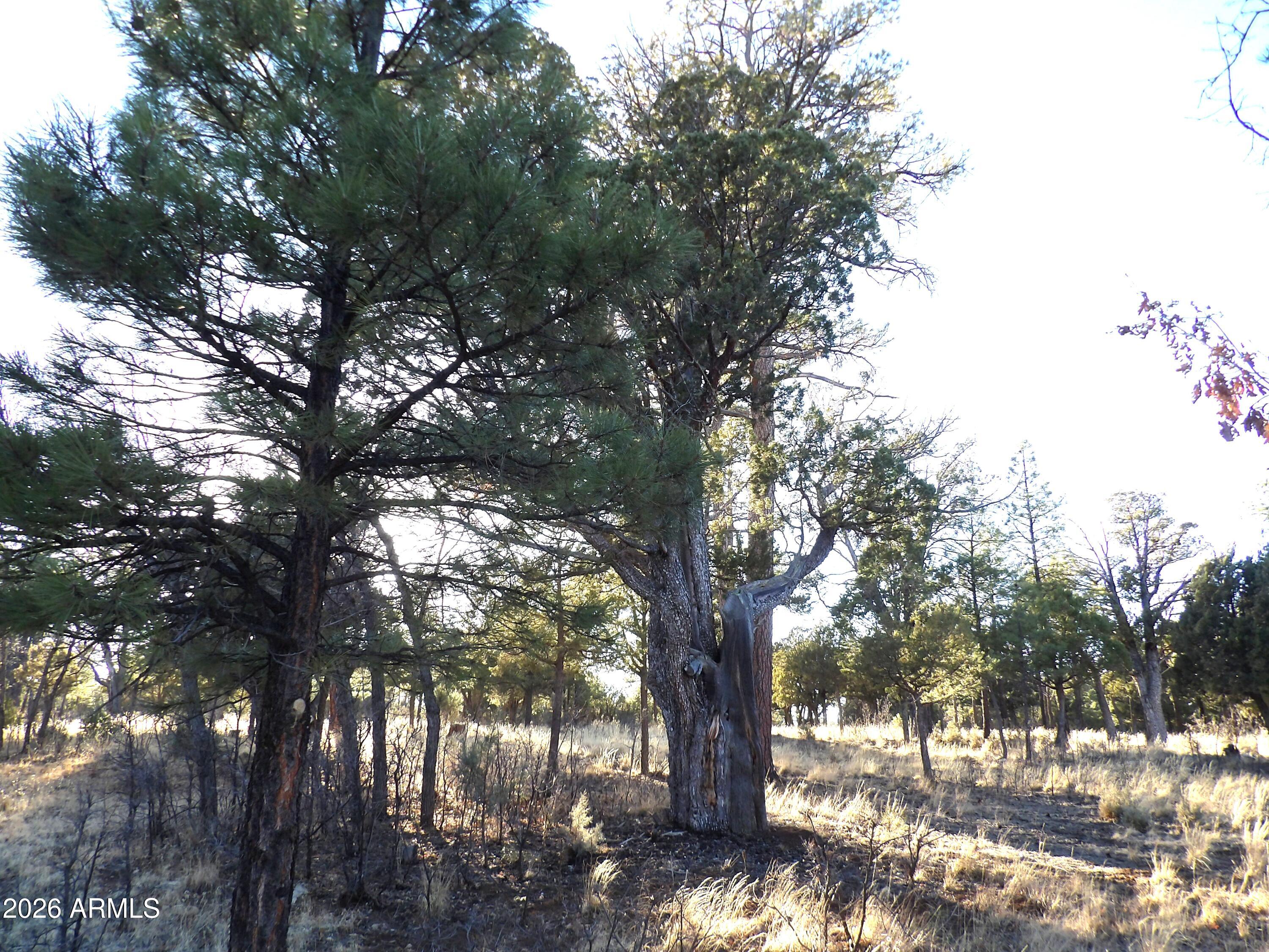 TAMARRON PINES PHASE 4 - Land