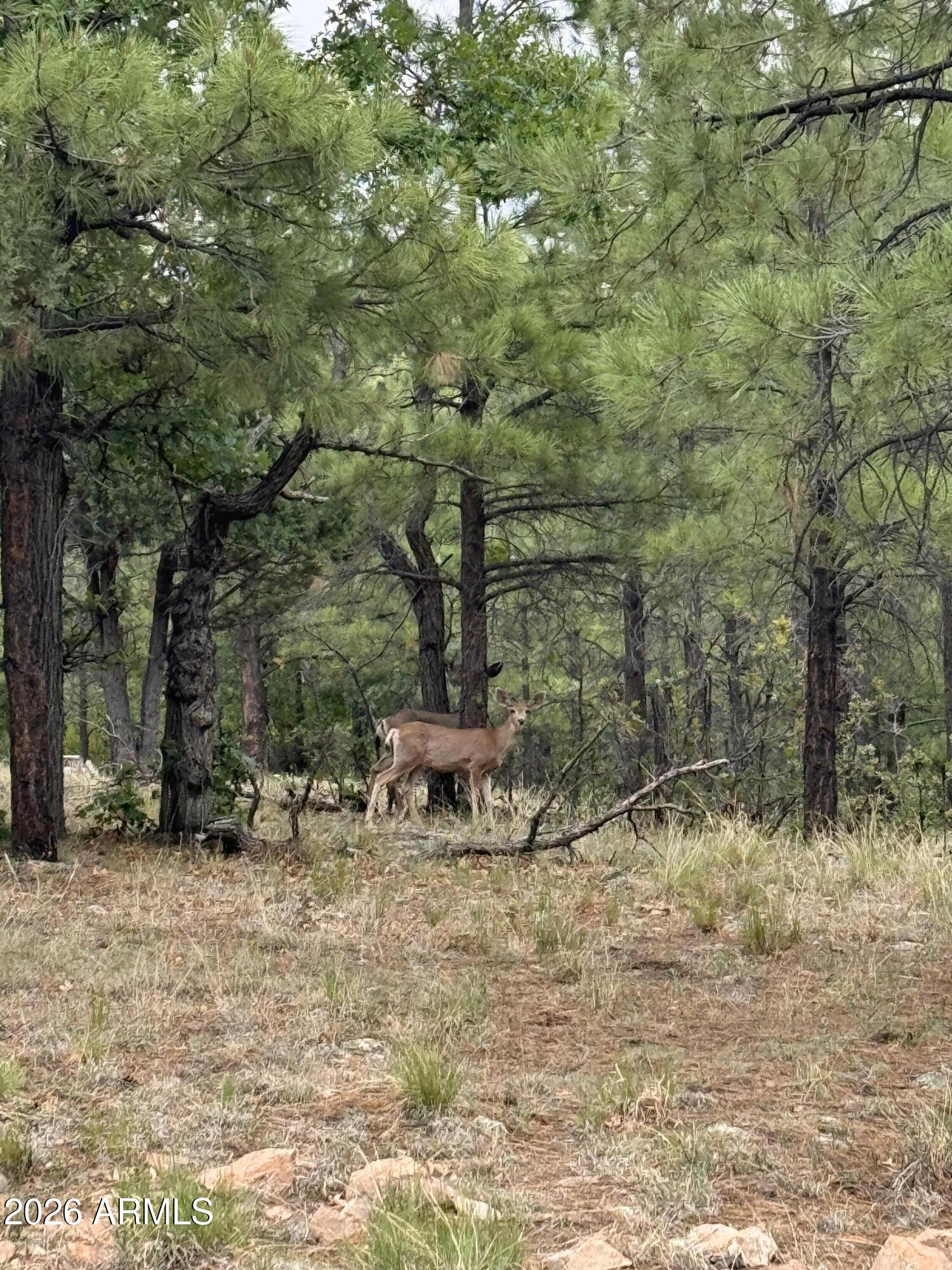 PINE CANYON 2 - Land