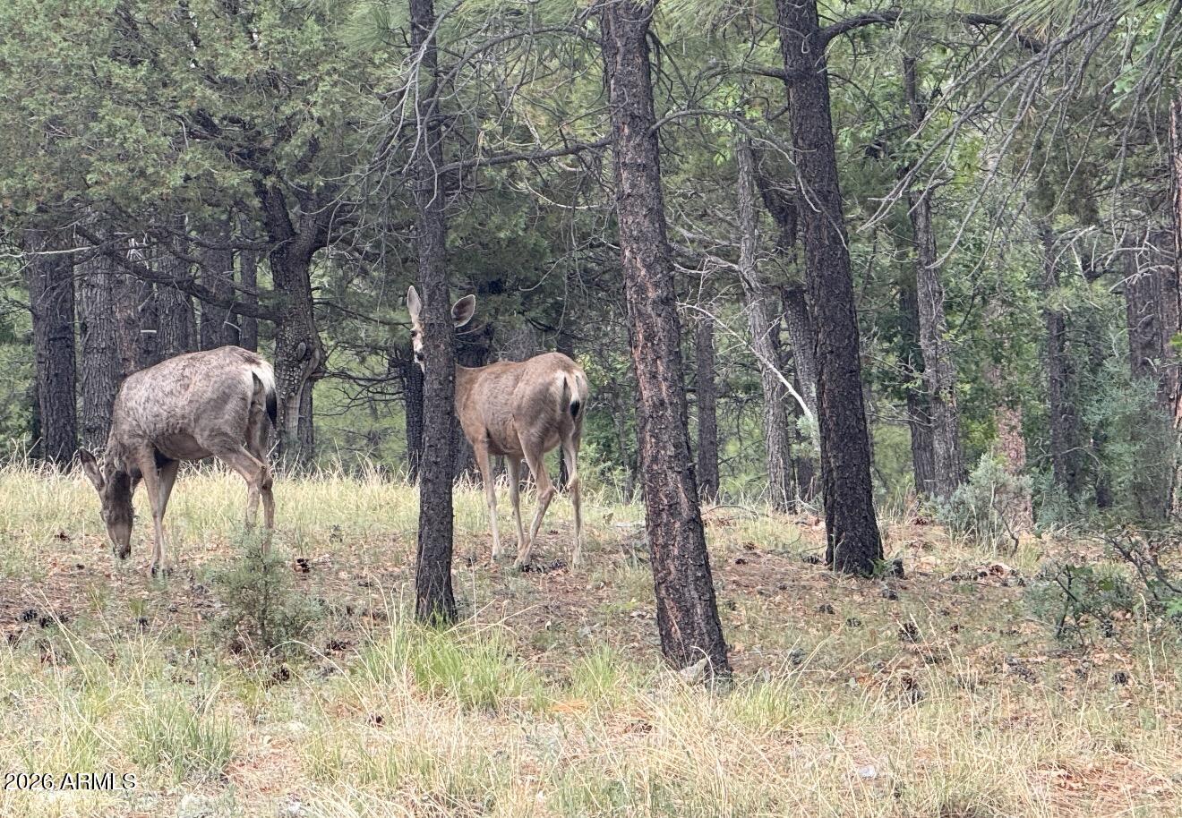 1.58± acre parcel nestled in the cool high country in a gated community in Happy Jack, AZ, surrounded by mature Ponderosa pine forest and parts of the Apache-Sitgreaves and Coconino National Forests. Level lot with a park-like setting and multiple potential home sites. Enjoy cool high-country living at approx. 6,800-7,000 ft elevation along the Mogollon Rim. Maintained roads, protective covenants to protect the natural setting, and abundant wildlife including elk and deer (this property is even a migration route!). Ideal for a custom cabin, seasonal retreat, or a full-time residence.
