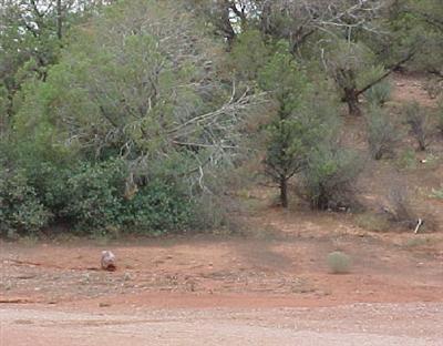 5 Acres or More - Land