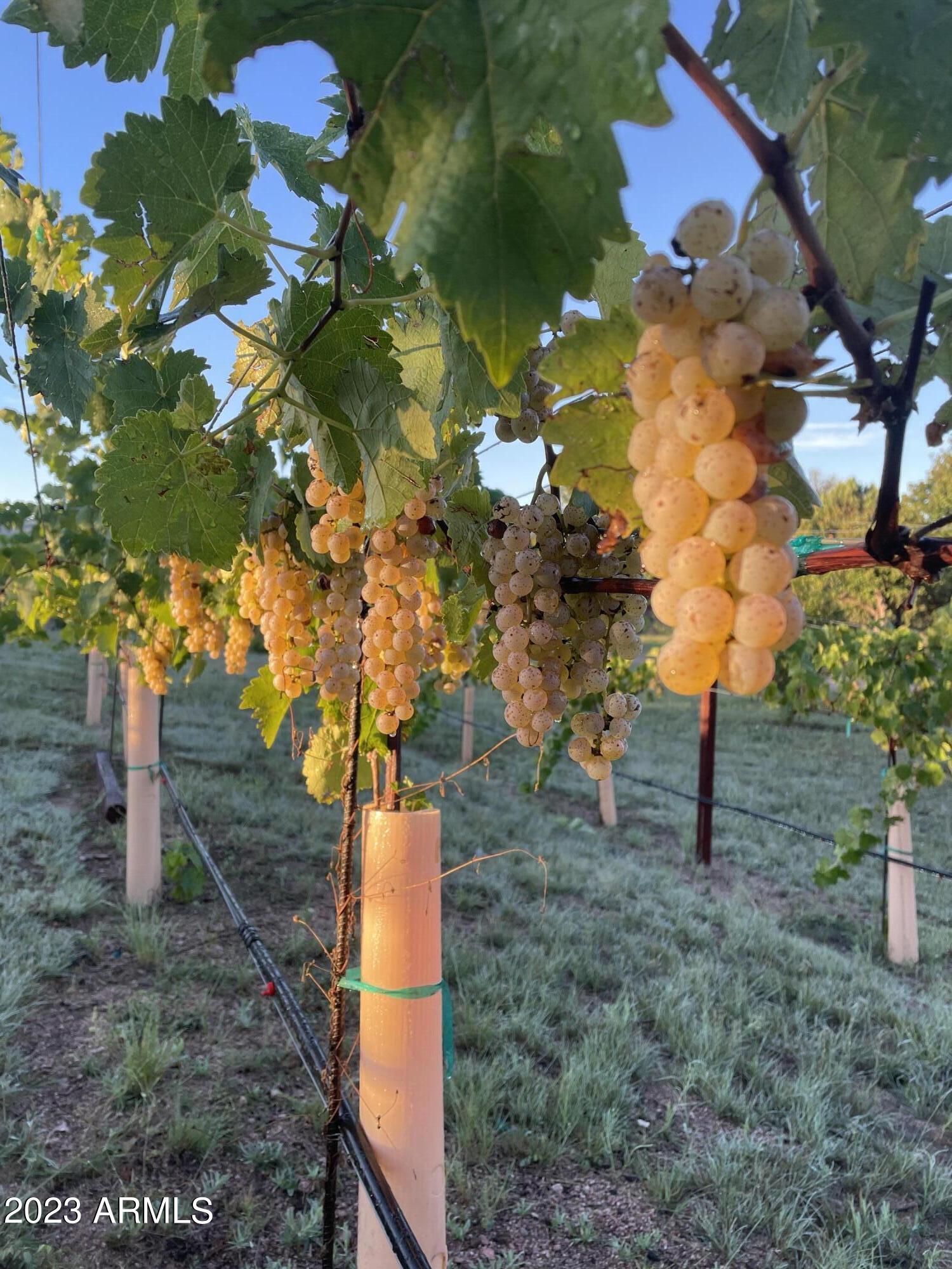 Tierra Madre Vineyard - Residential