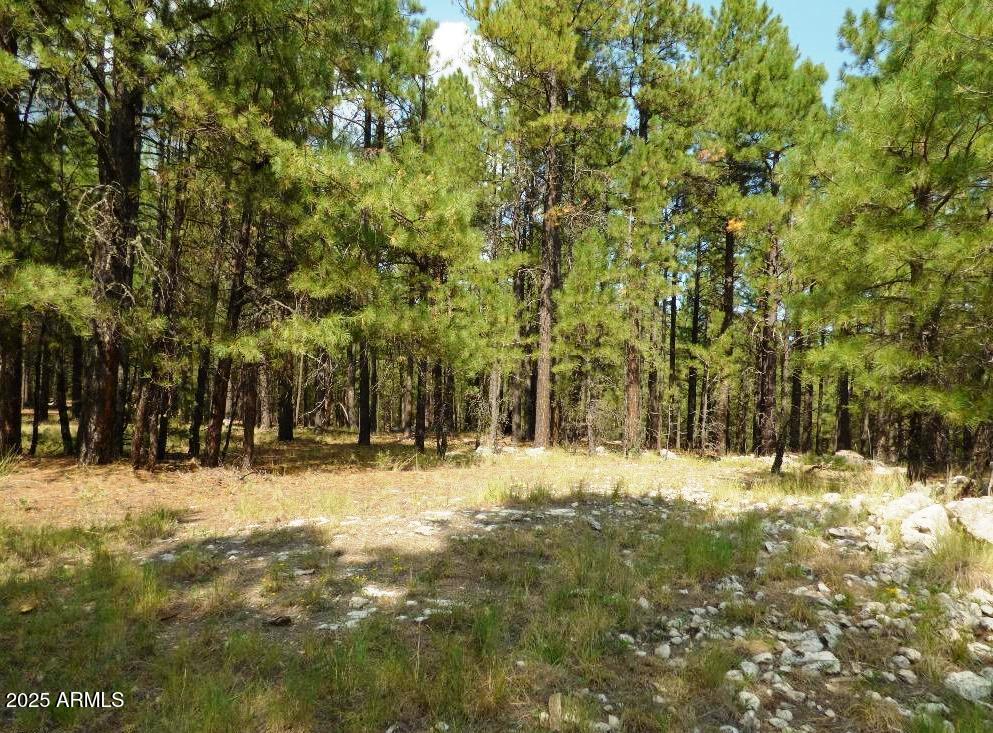 Stunning Ponderosa Pines - Land