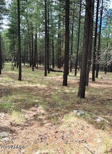 Stunning Ponderosa Pines - Land