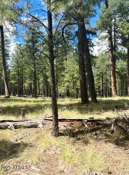 Stunning Ponderosa Pines - Land