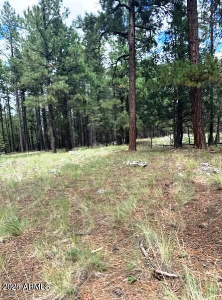 Stunning Ponderosa Pines - Land