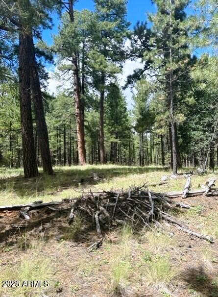 Stunning Ponderosa Pines - Land