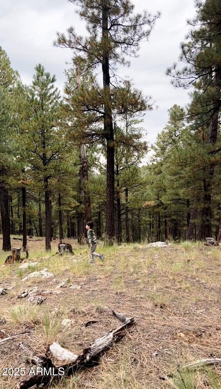Stunning Ponderosa Pines - Land