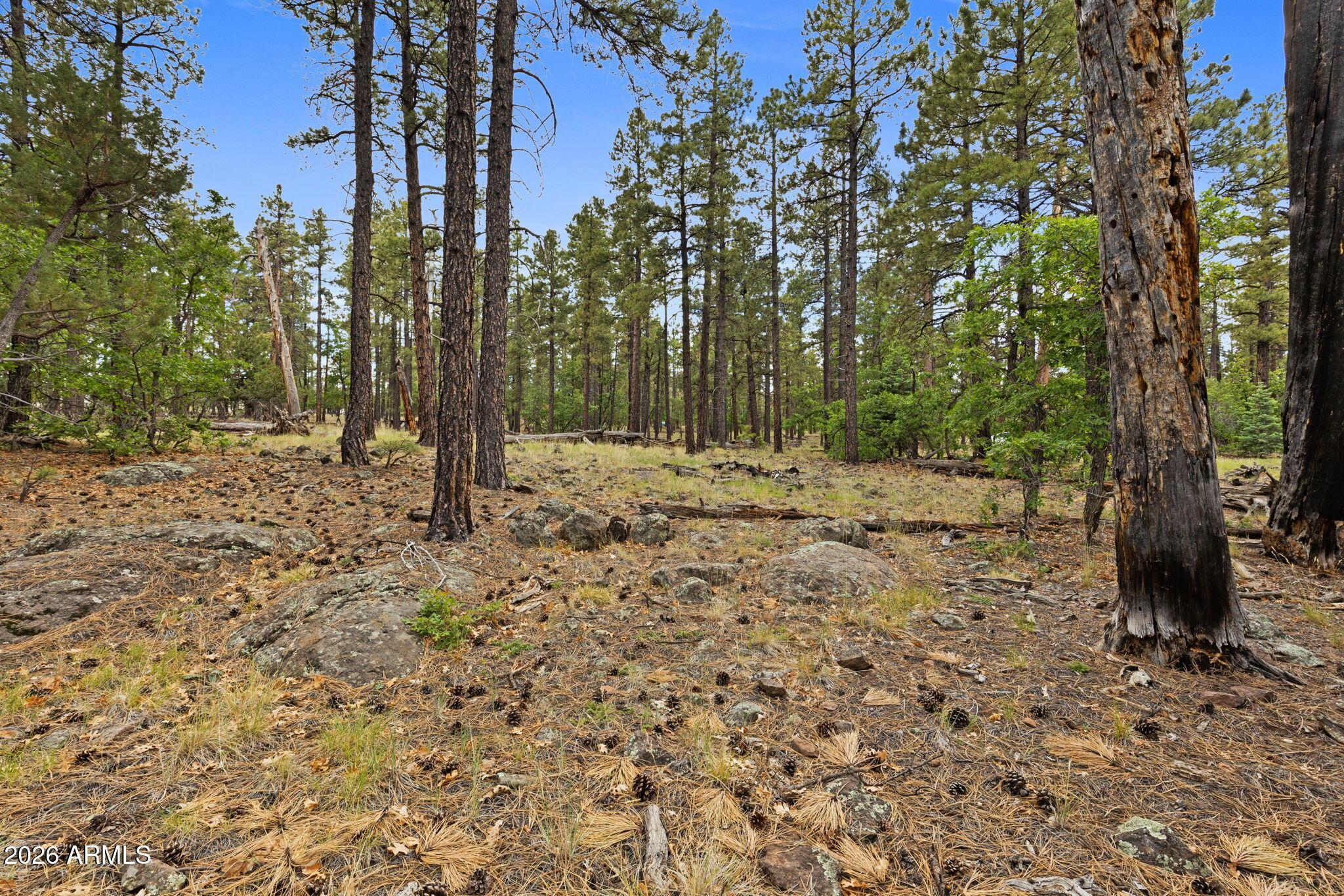 WILLIAMS PINE MEADOW ESTATES - Land