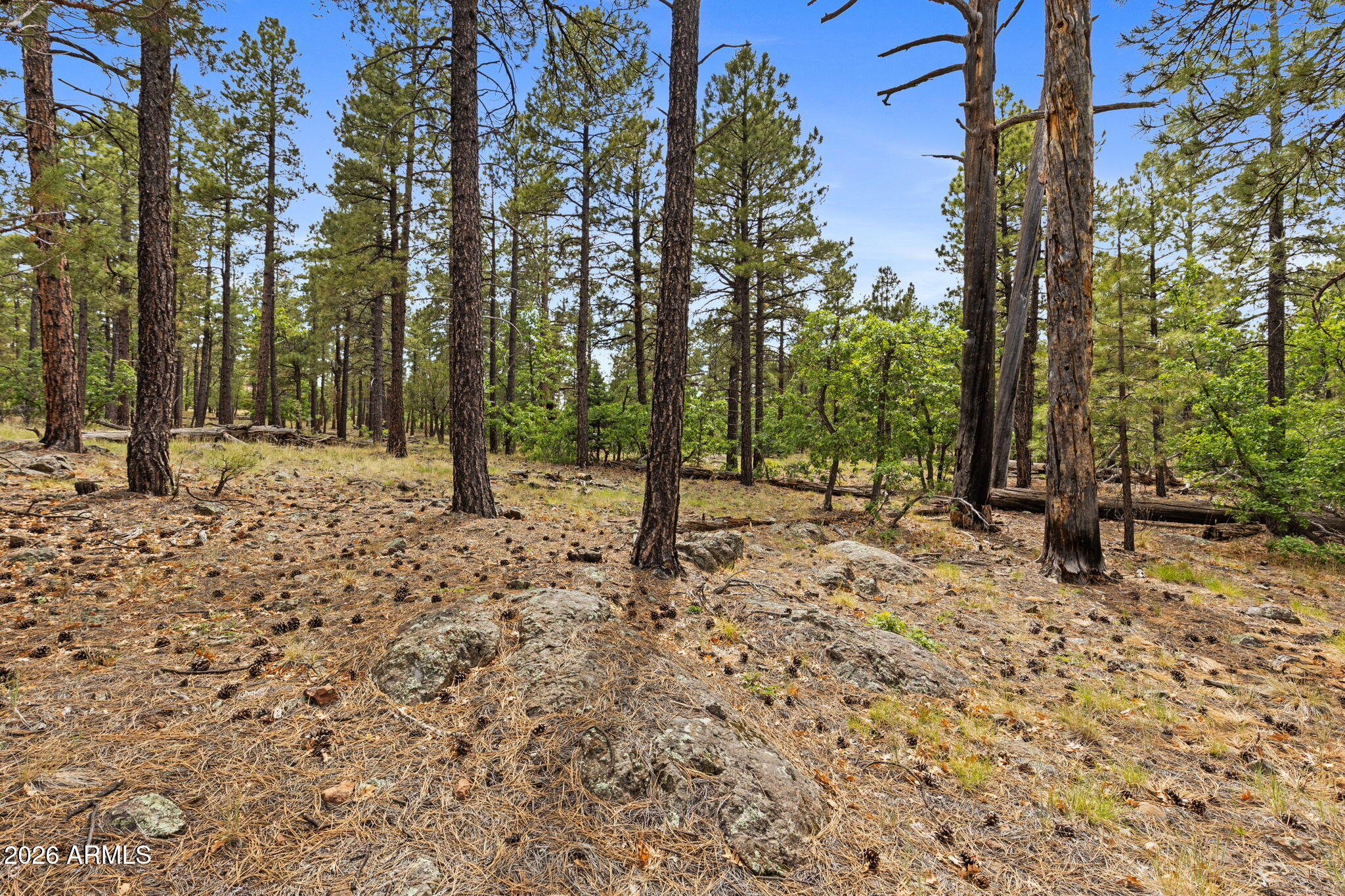 WILLIAMS PINE MEADOW ESTATES - Land