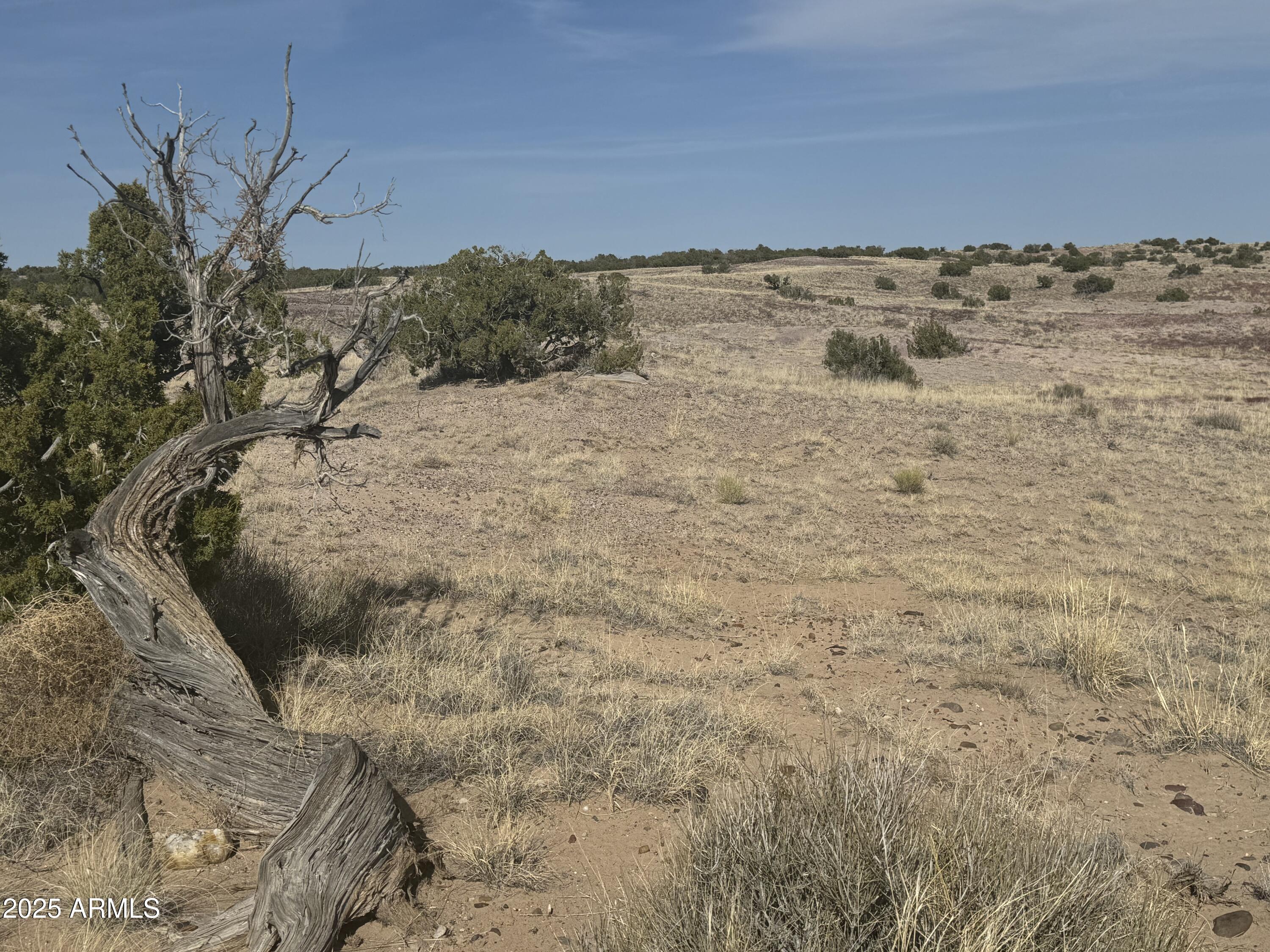 CARRIZO RANCHES - Land