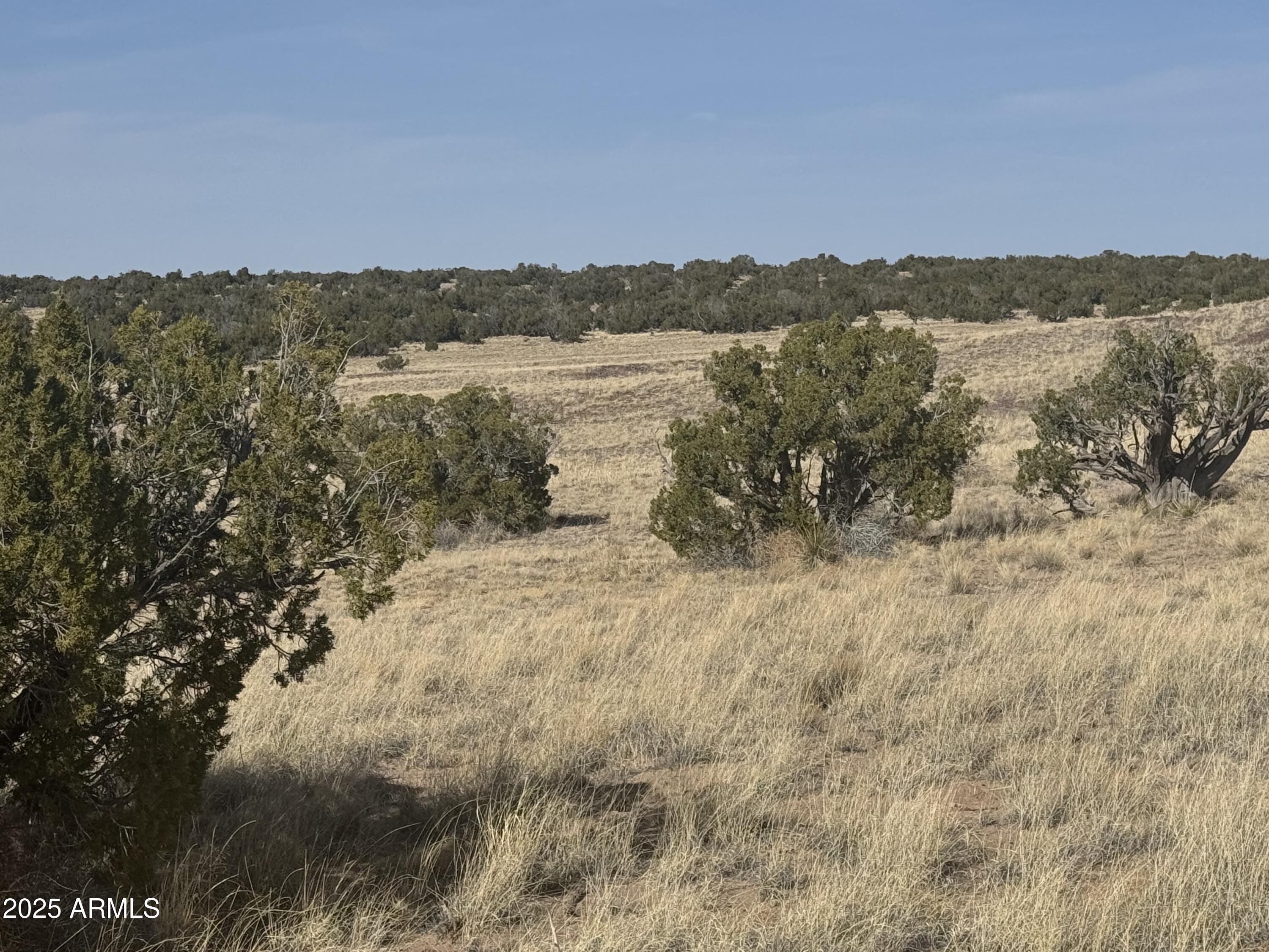 CARRIZO RANCHES - Land