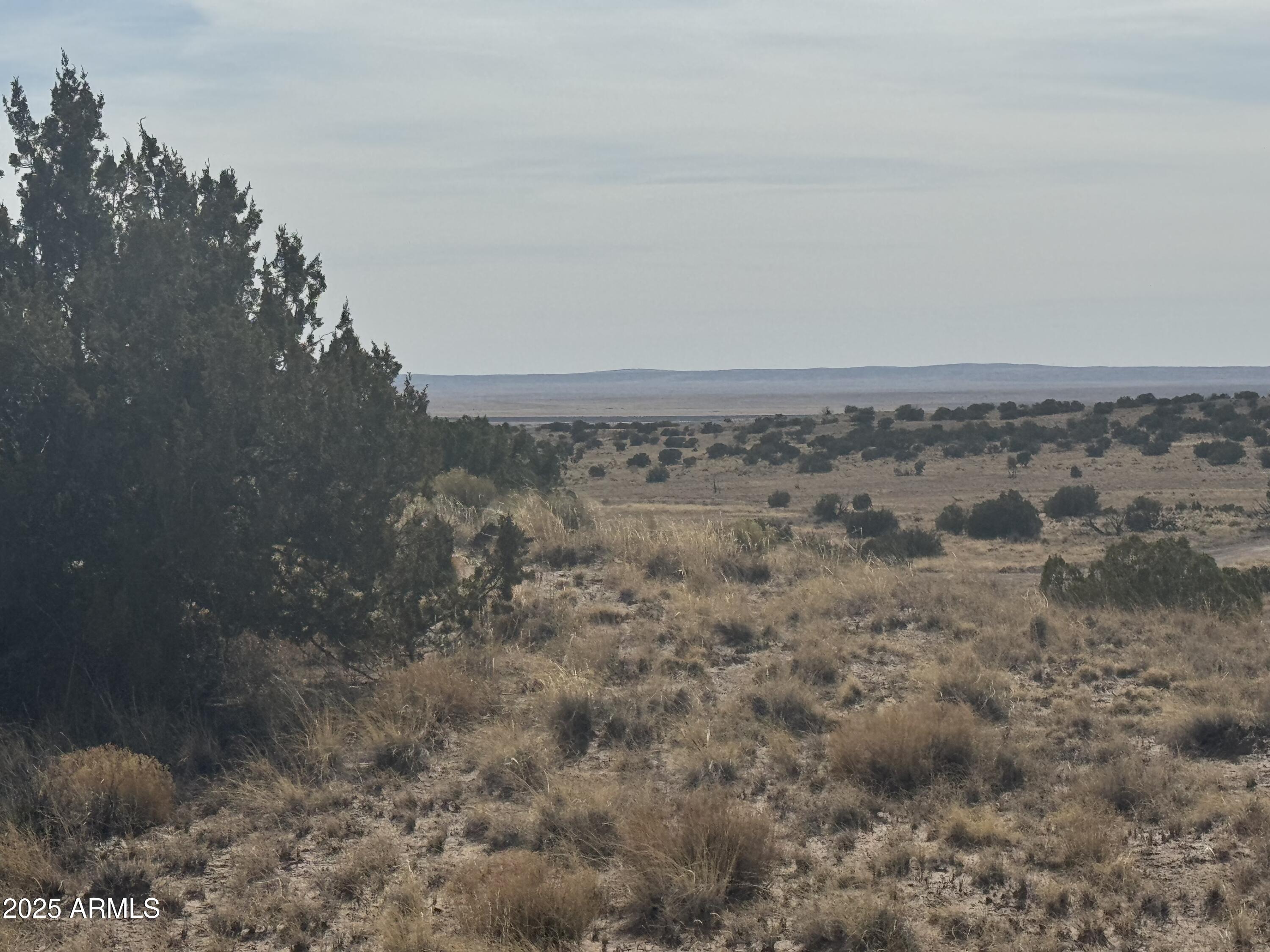CARRIZO RANCHES - Land