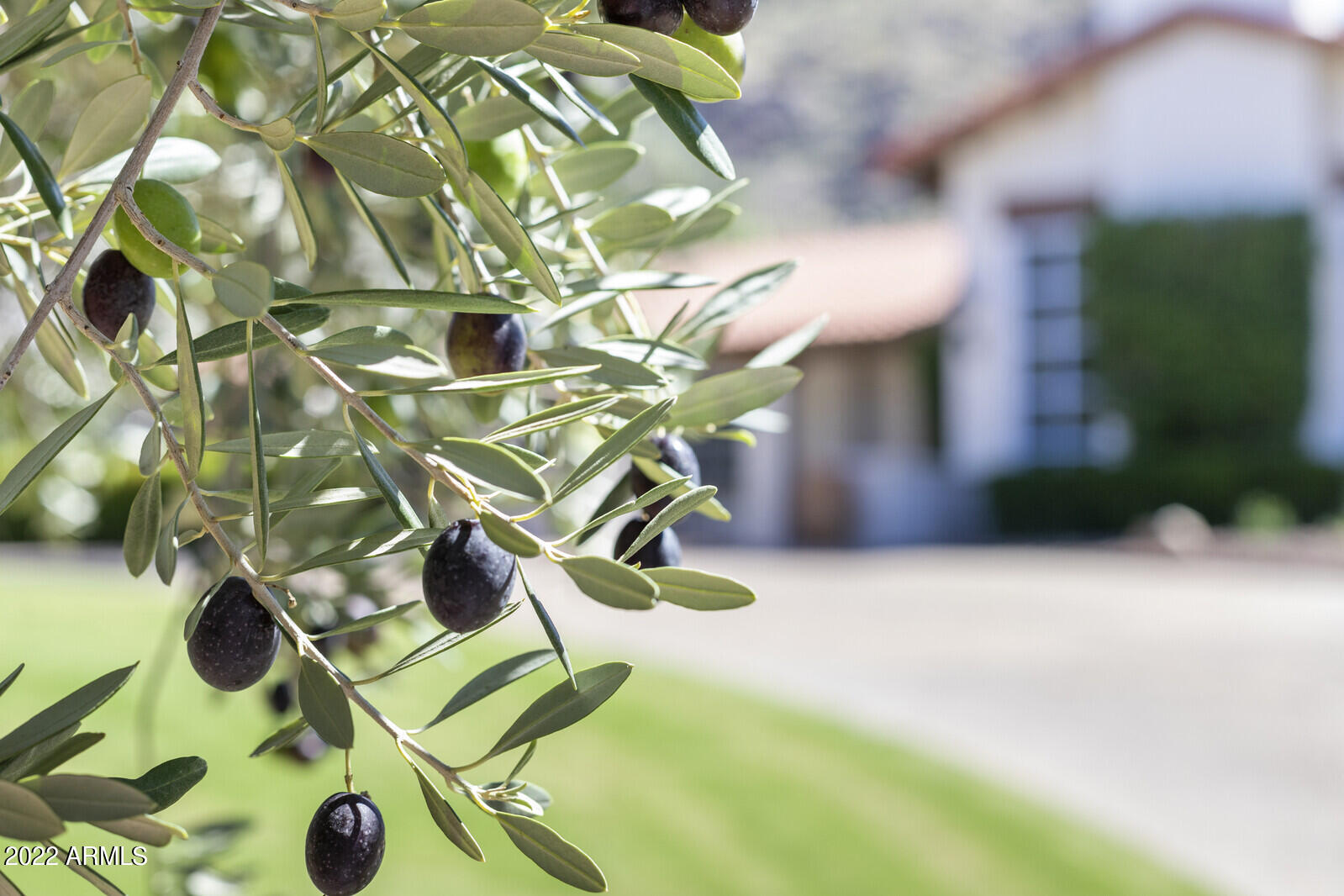 PARADISE CANYON FOOTHILLS - Residential