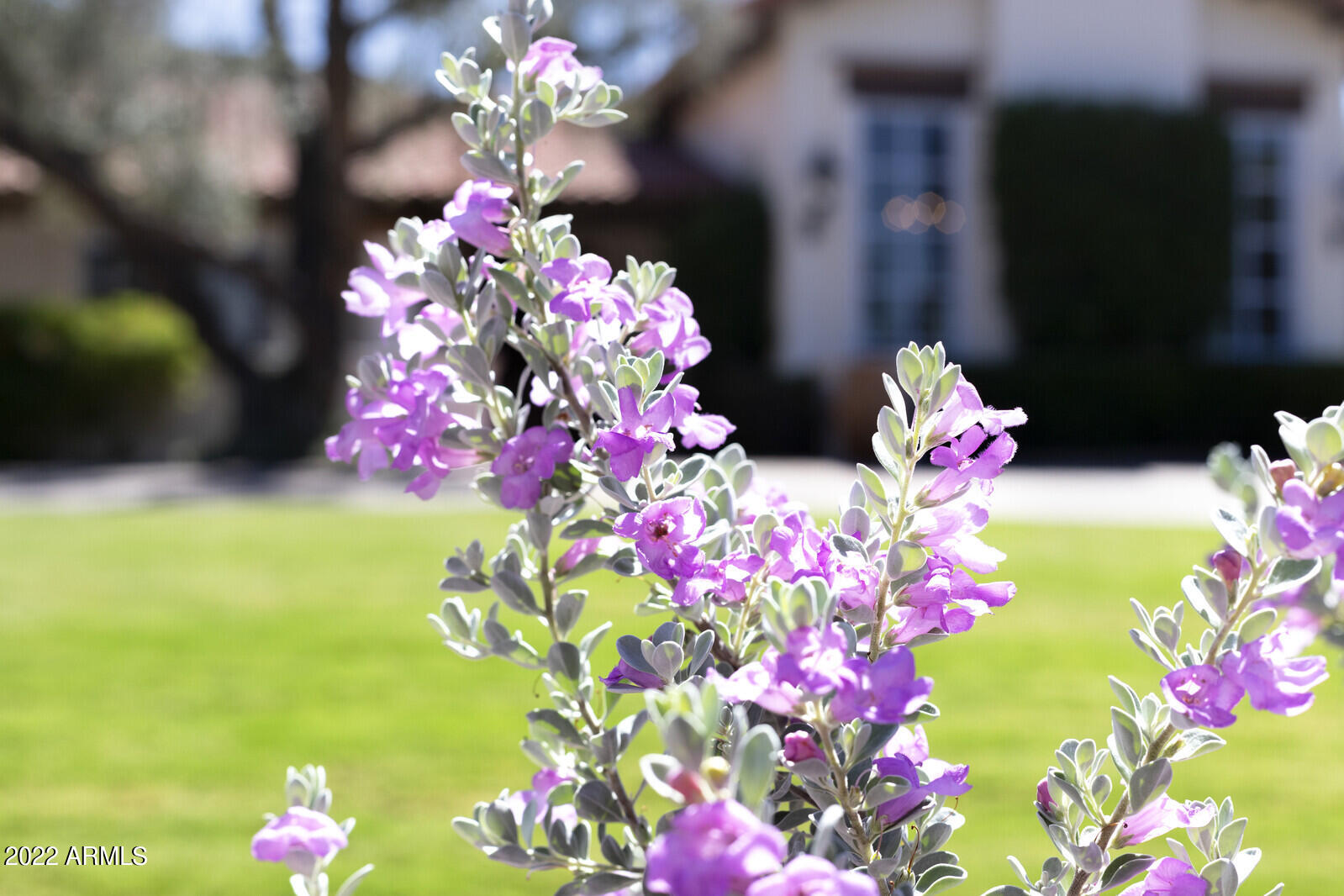 PARADISE CANYON FOOTHILLS - Residential
