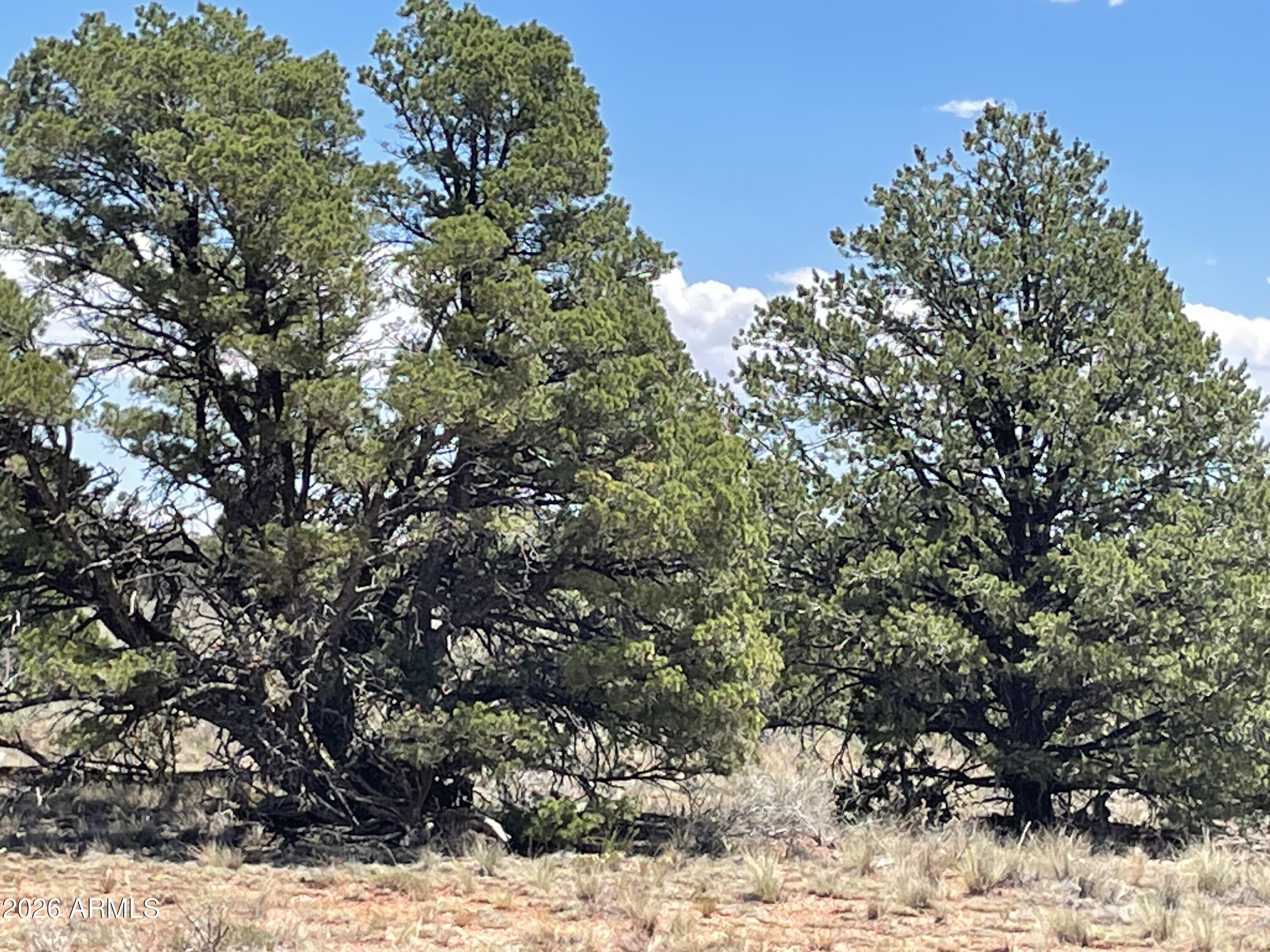 WOODLAND RANCH - Land