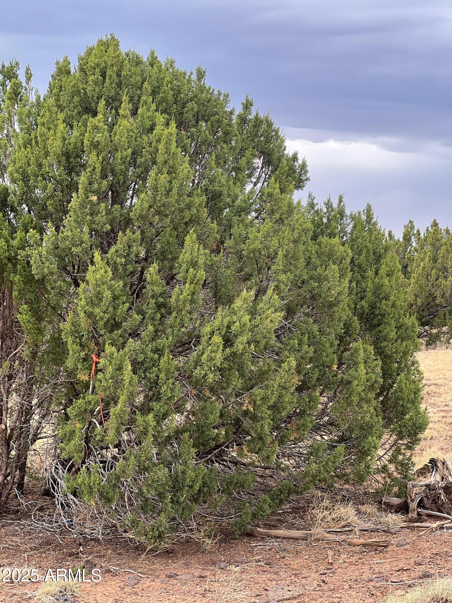 WHITE MOUNTAIN LAKES UNIT 13 - Land
