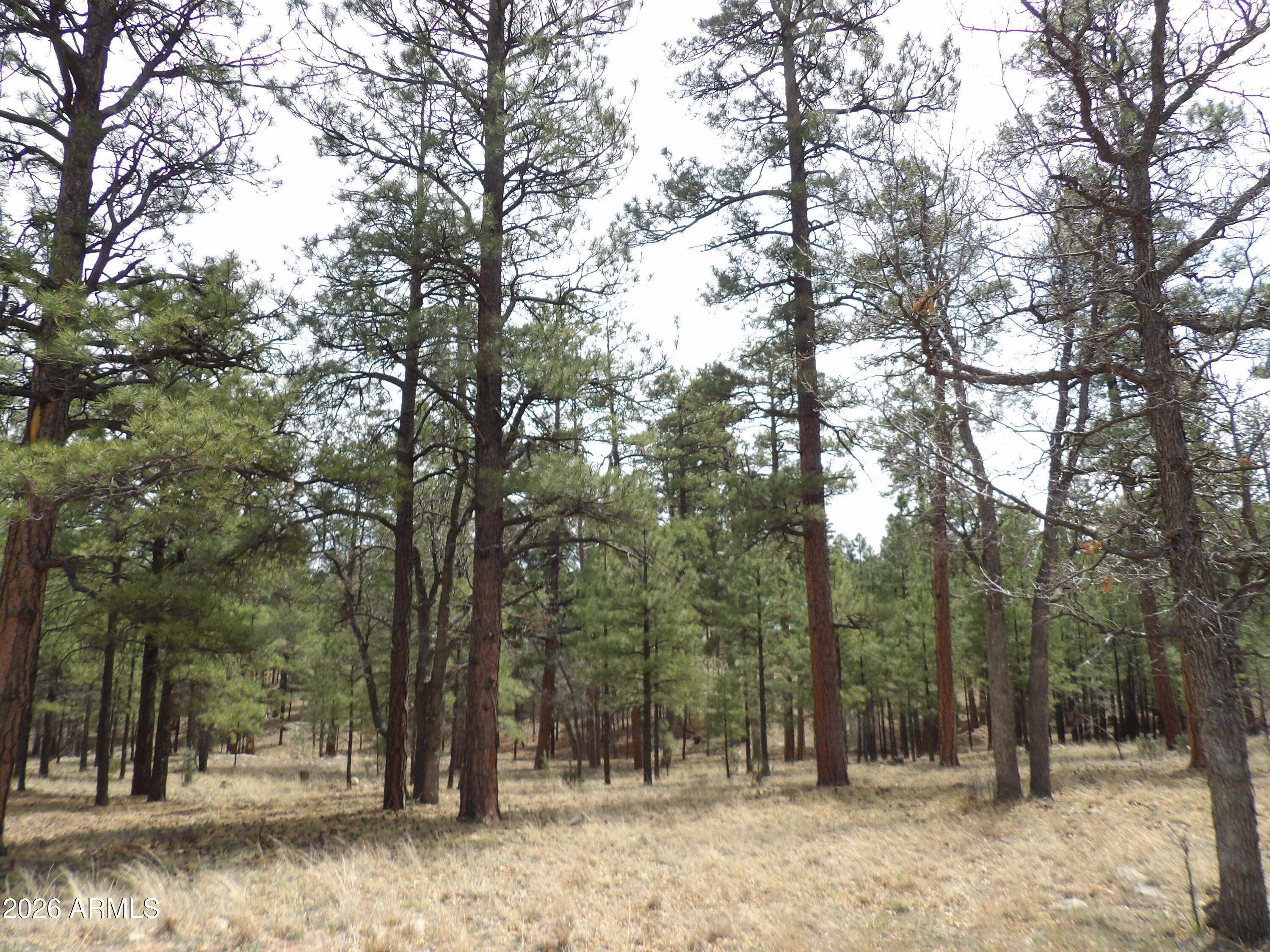 PINE CANYON 3 - Land