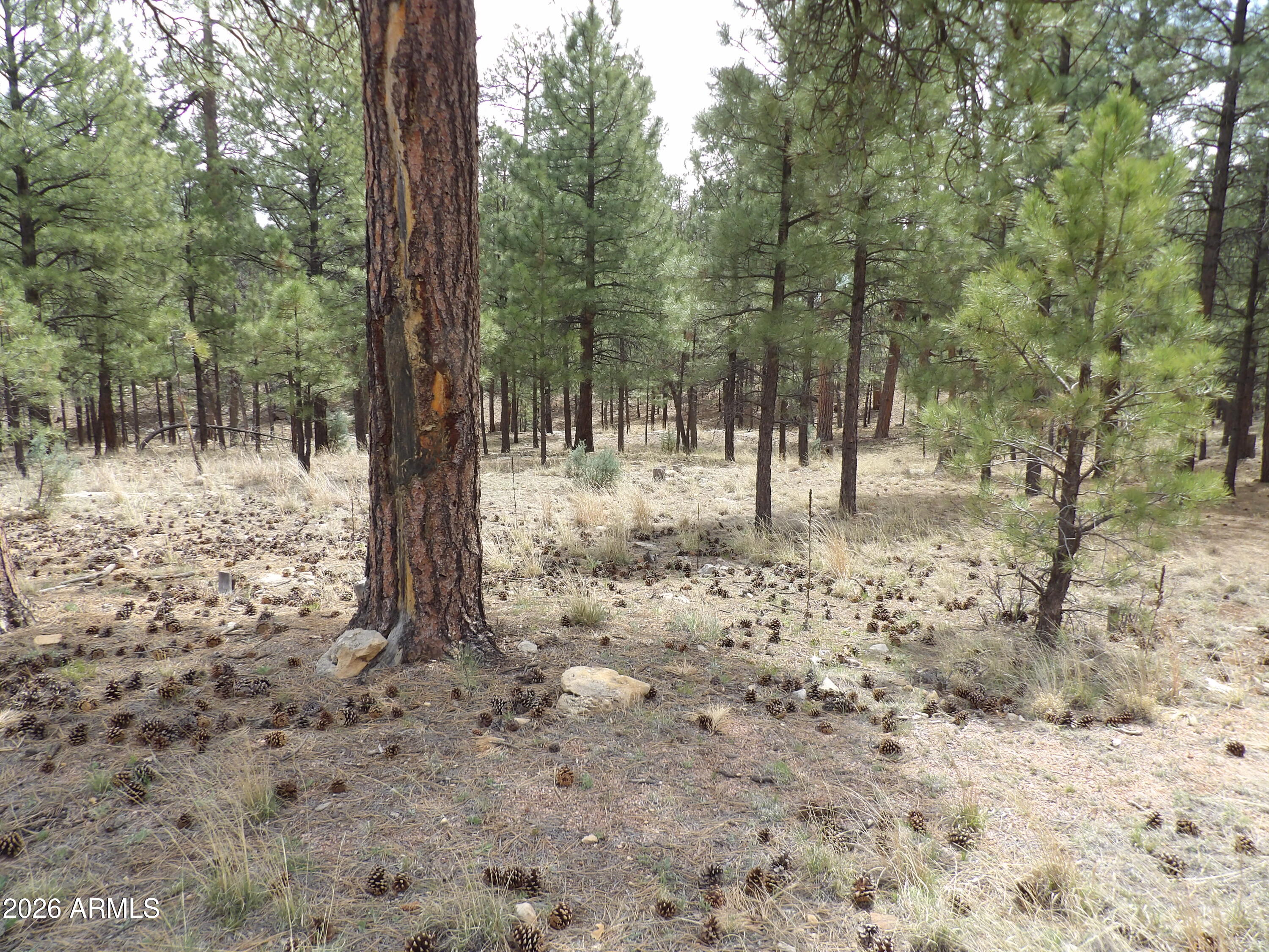 PINE CANYON 3 - Land