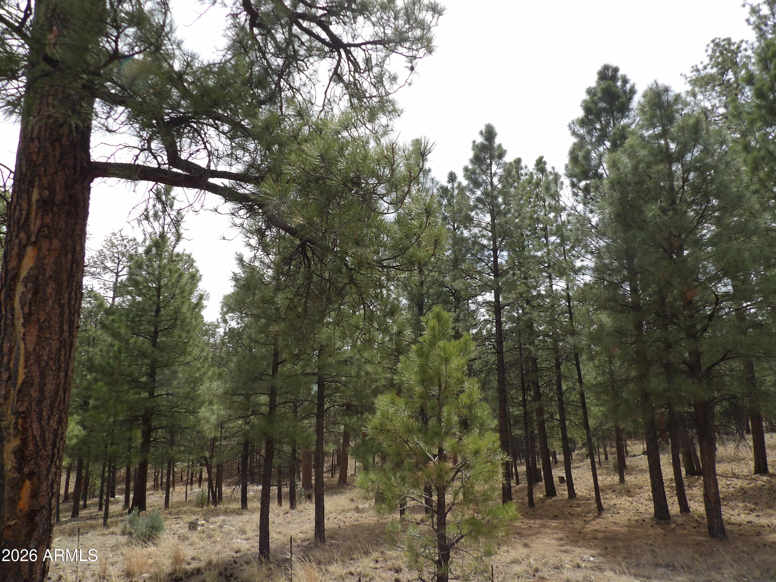 PINE CANYON 3 - Land