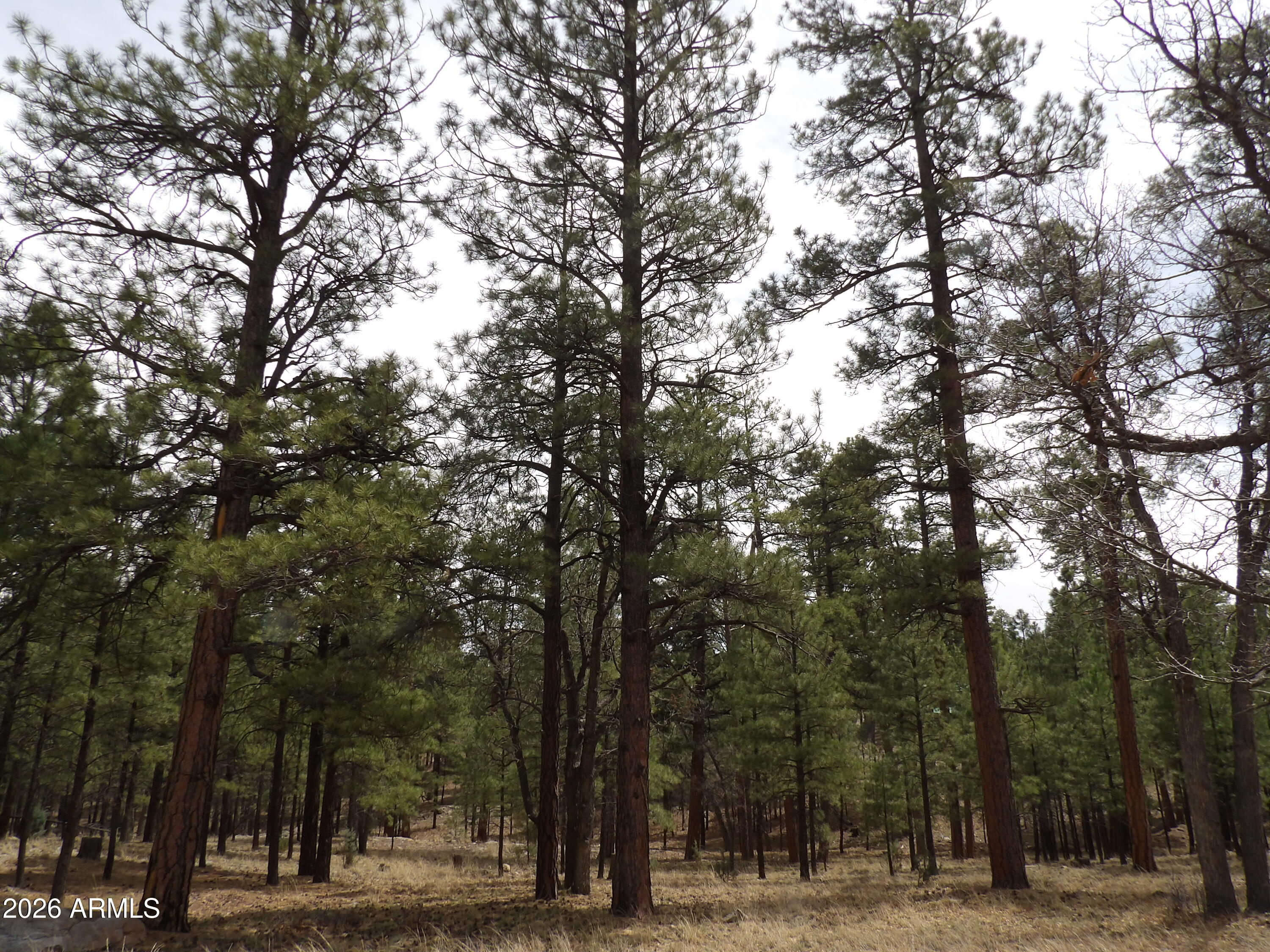 PINE CANYON 3 - Land