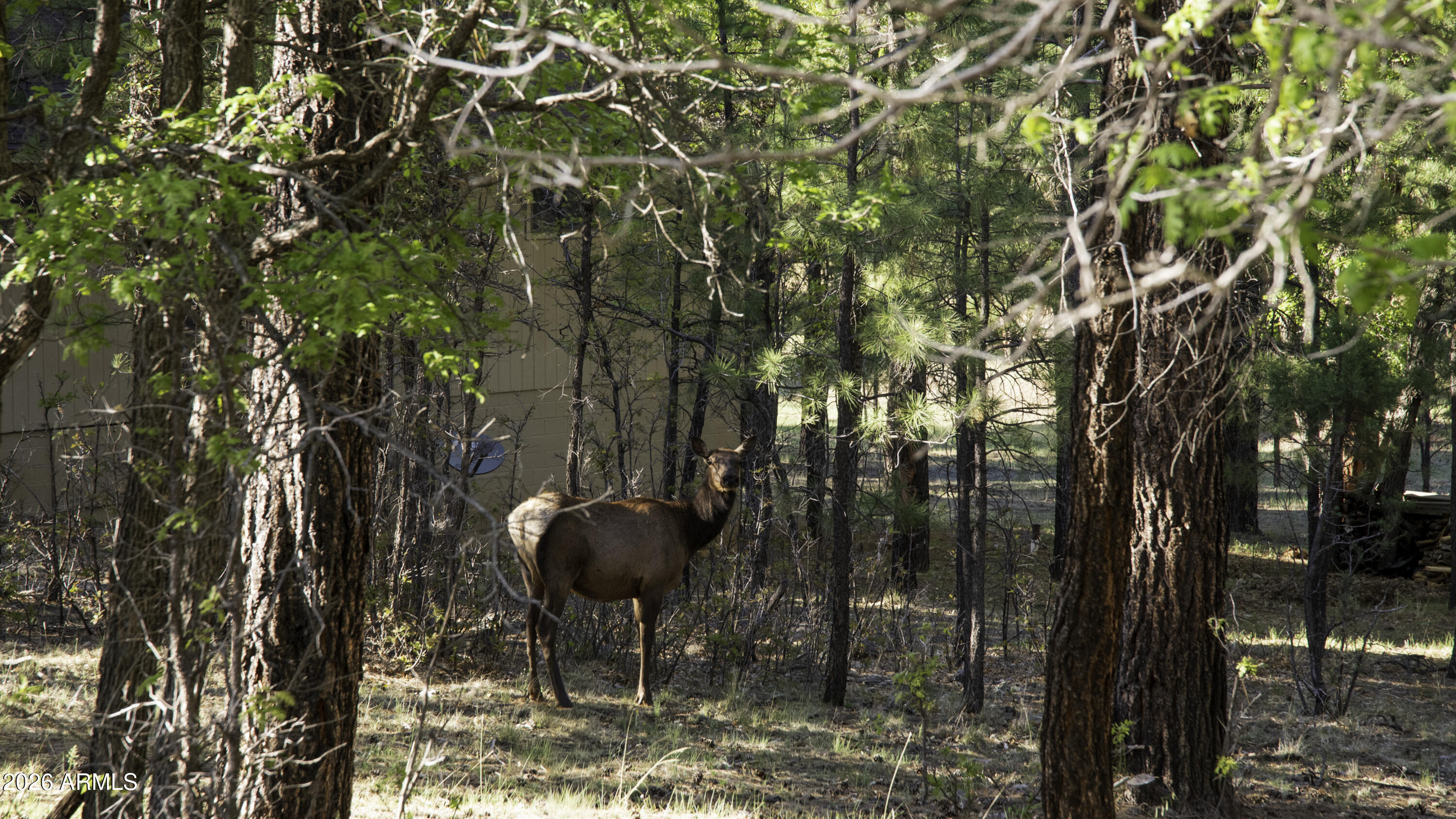 Don't miss this beautiful, heavily treed 0.98-acre homesite bordering the Coconino National Forest in the highly desirable community of Starlight Pines. Surrounded by custom homes, this premier homes-only subdivision offers the perfect blend of privacy, nature, & year-round accessibility.
Enjoy paved, county-maintained roads w/convenient year-round access, along w/ a strong sense of community through neighborhood gatherings held at the Starlight Pines Community Center.
This Firewise-recognized community is serviced by the Blue Ridge Fire District, w/ numerous nearby fire hydrants -- a valuable benefit that may contribute to more favorable homeowner & fire insurance considerations. Outdoor enthusiasts will appreciate direct ccess to USNFS, abundant wildlife, & HORSES ARE ALLOWED!!