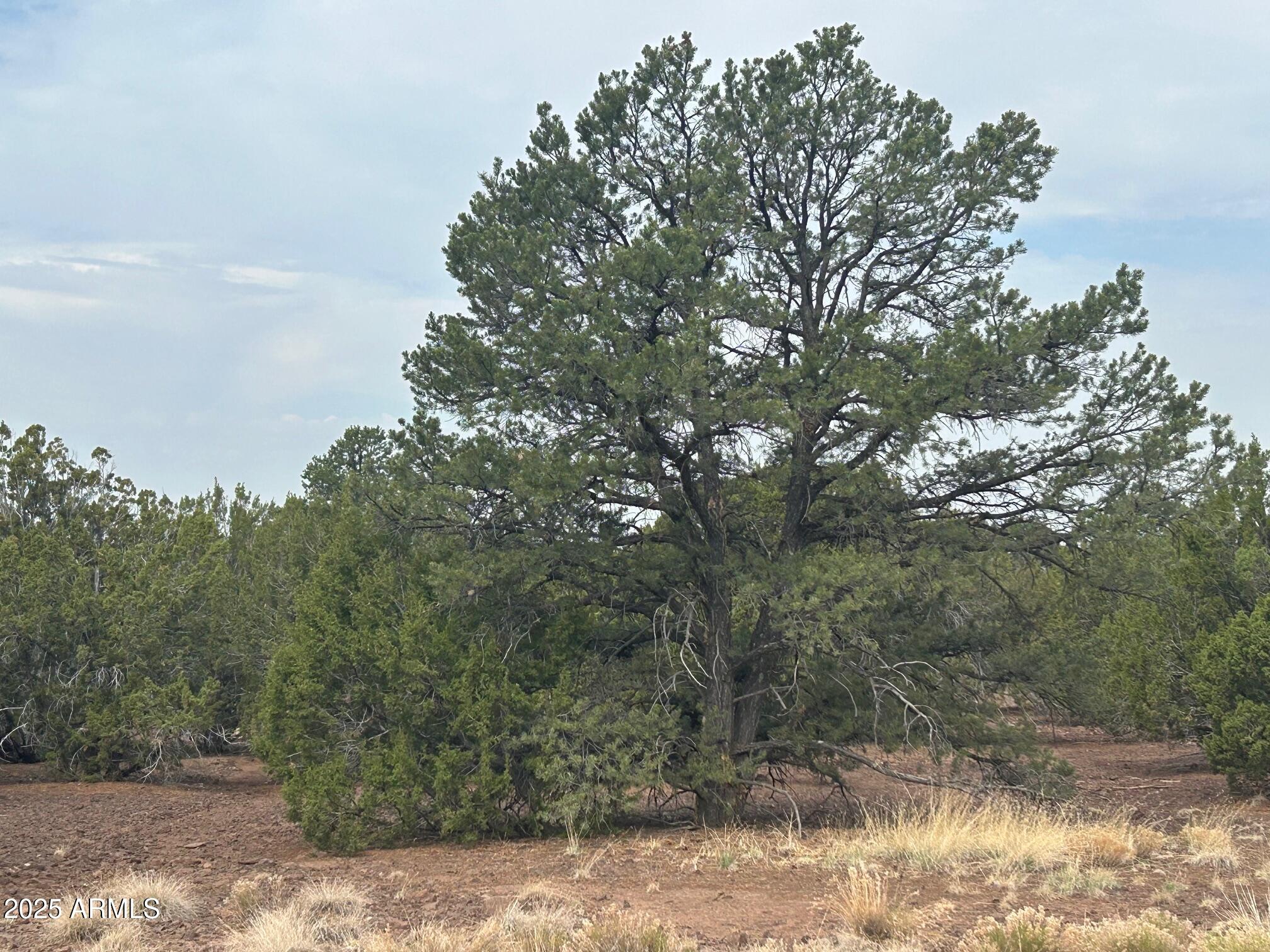 NO four-wheel drive is needed here, 3.55 ac, on a paved road. Partially fenced. ELECTRIC =TO LOT, WATER-MAY DIG WELL OR HAUL (Community Well  ¼ mi .). HOA GIVES YOU ACCESS TO WELL, AREA FOR GREEN WASTE & HOUSEHOLD TRASH FOR $100 PER YEAR. Country living with lots of space, walking distance to general store, in a fast-growing area. Septic & culvert has already been installed, ready to build your dream home. Enjoy the four seasons and 20 degrees cooler than Phx.