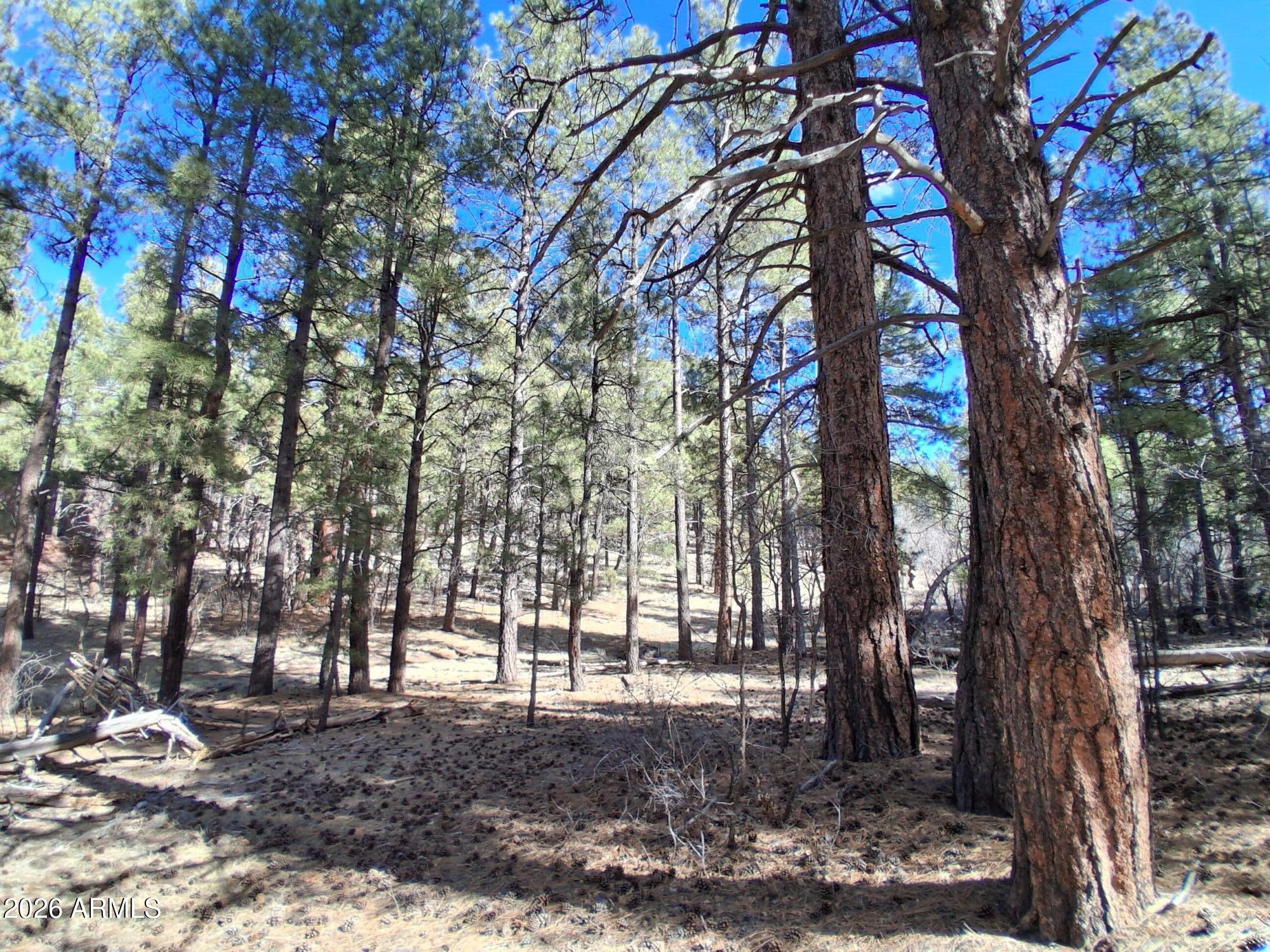 SHERWOOD FOREST PARK - Land