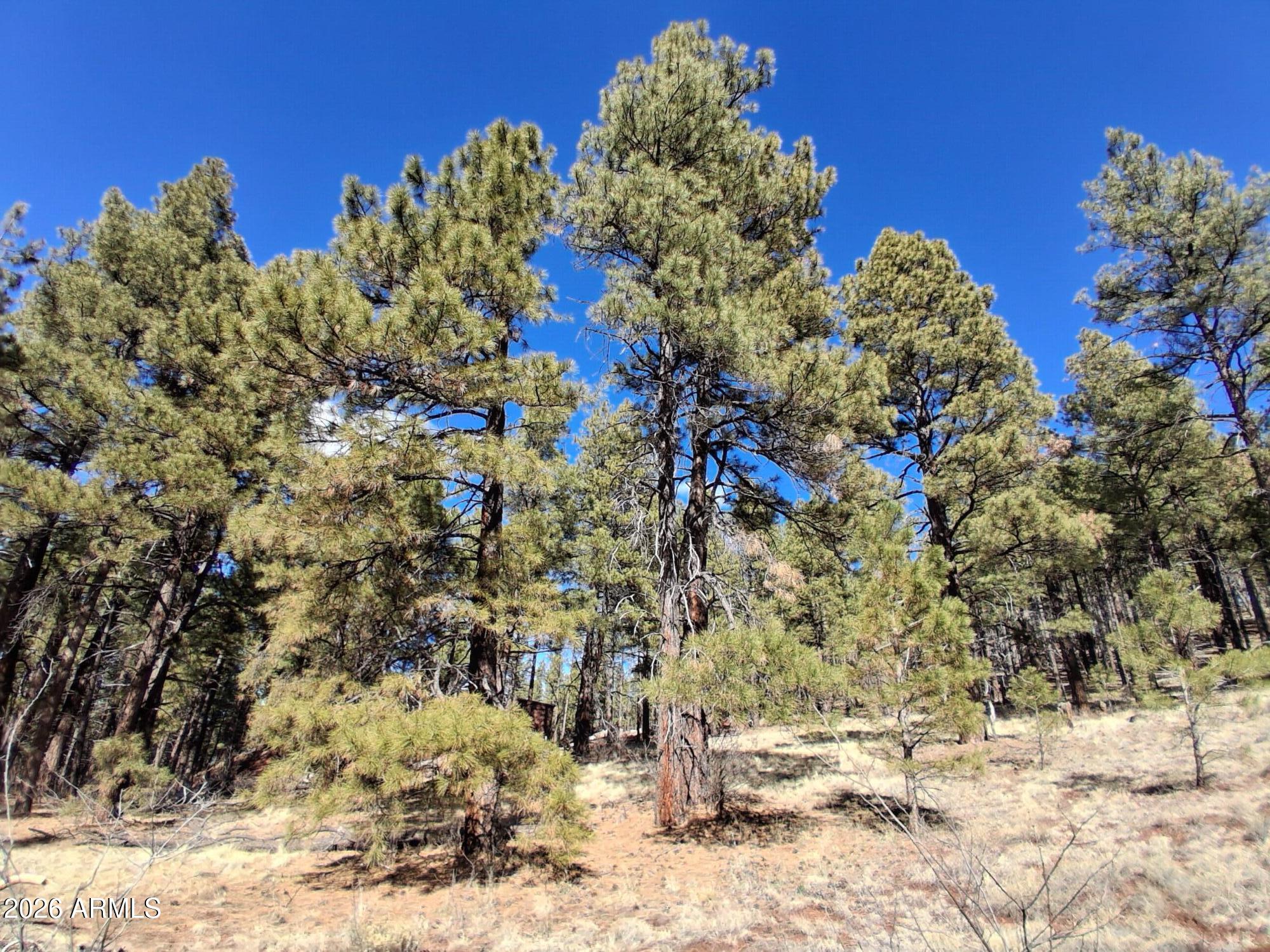SHERWOOD FOREST PARK - Land