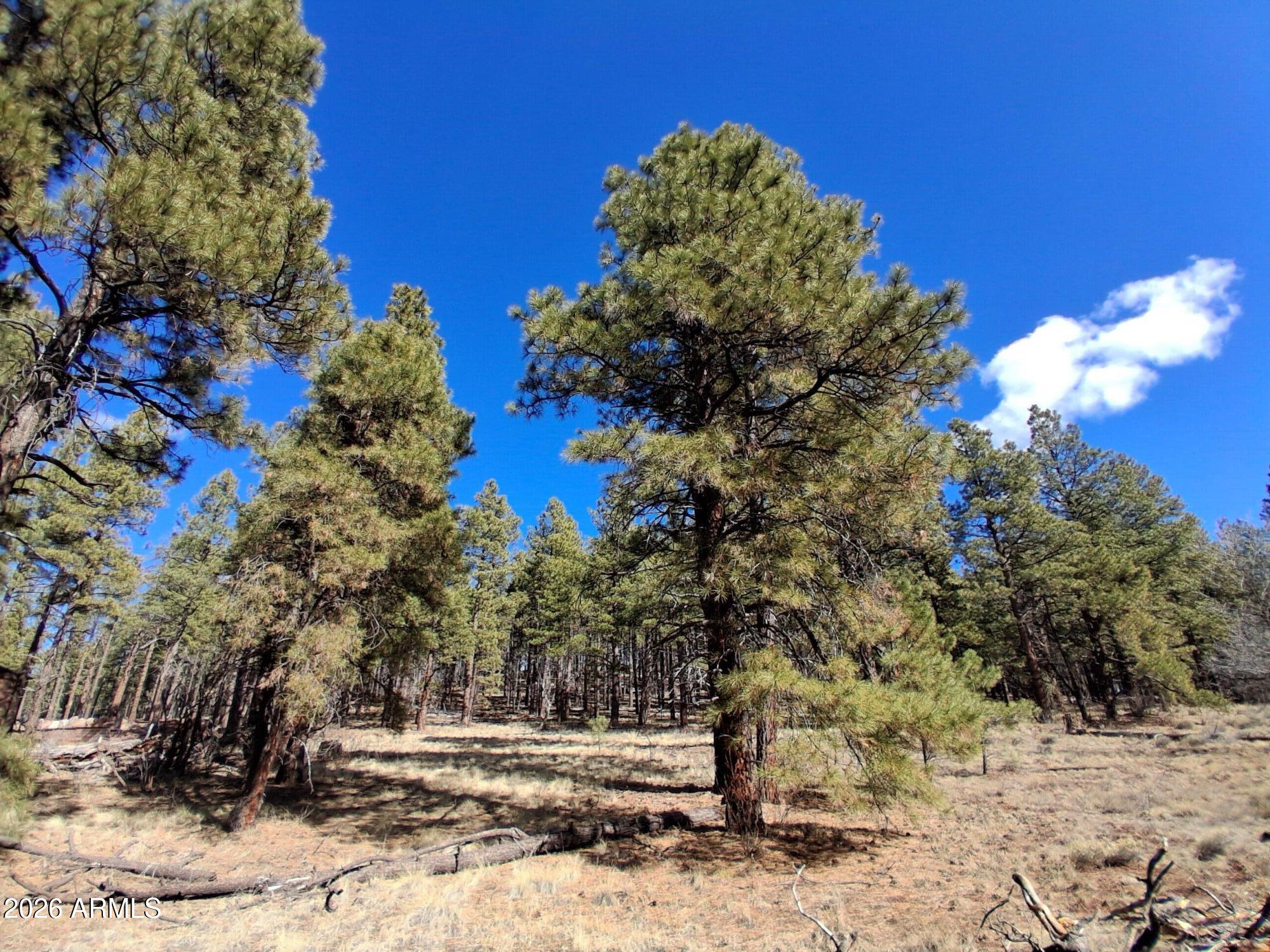 SHERWOOD FOREST PARK - Land