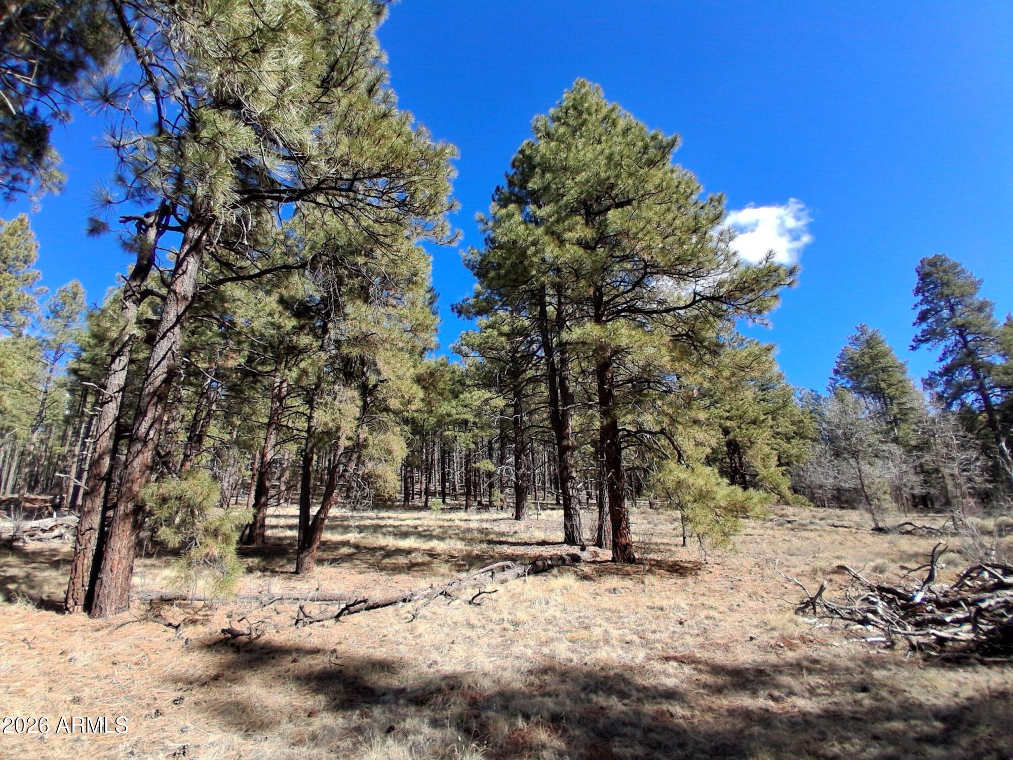SHERWOOD FOREST PARK - Land