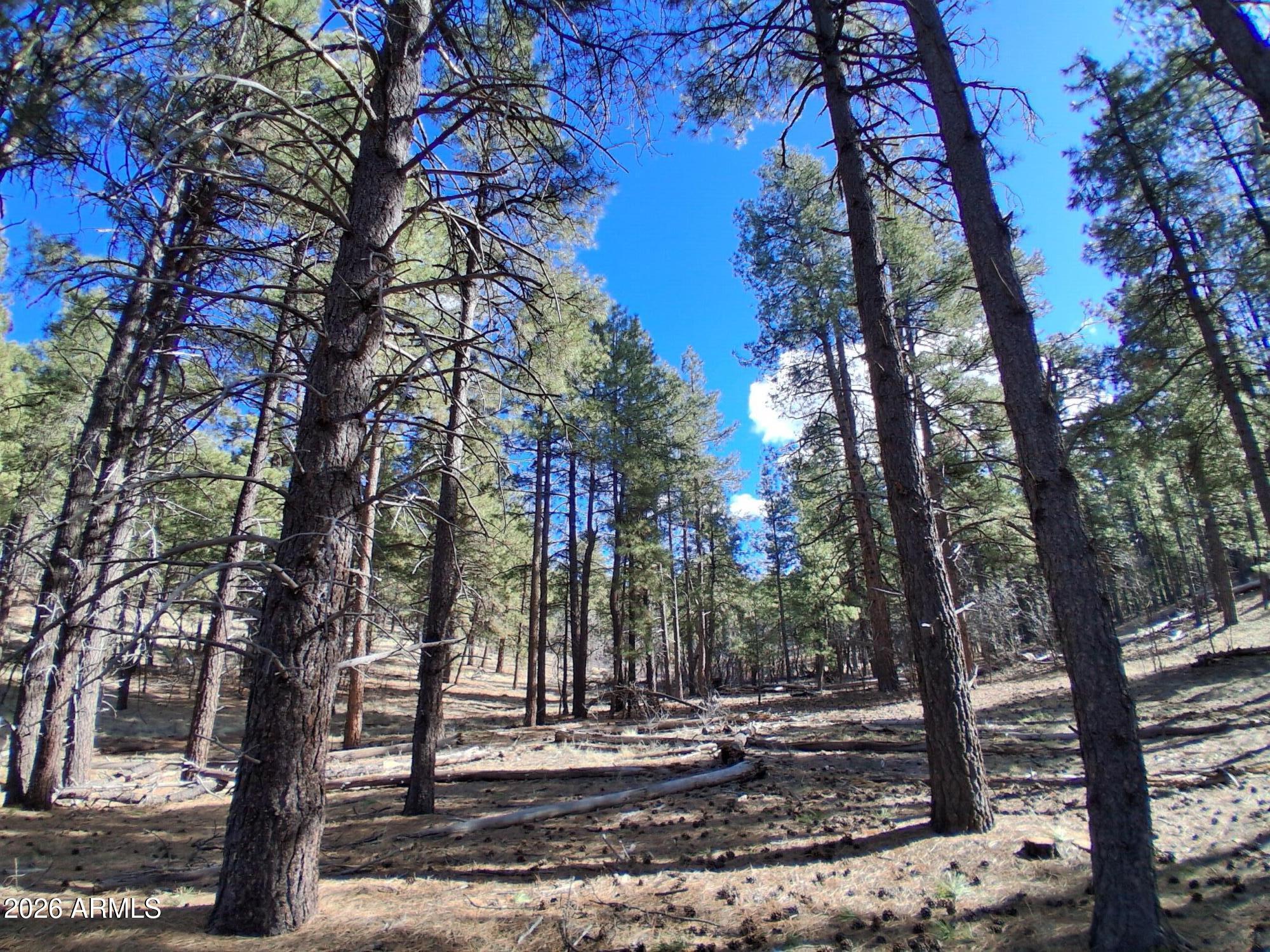 SHERWOOD FOREST PARK - Land