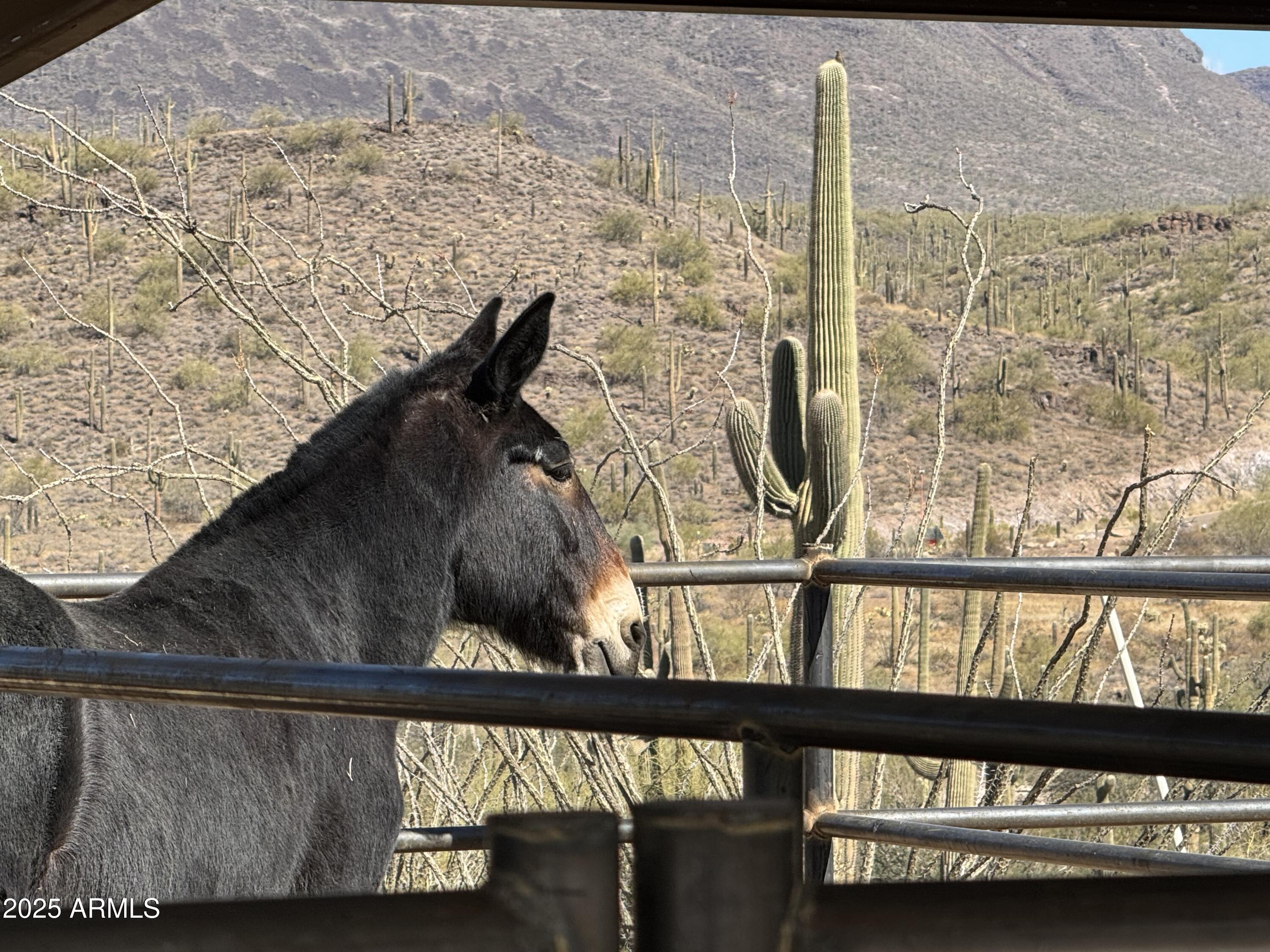Cave Creek horse property - Residential