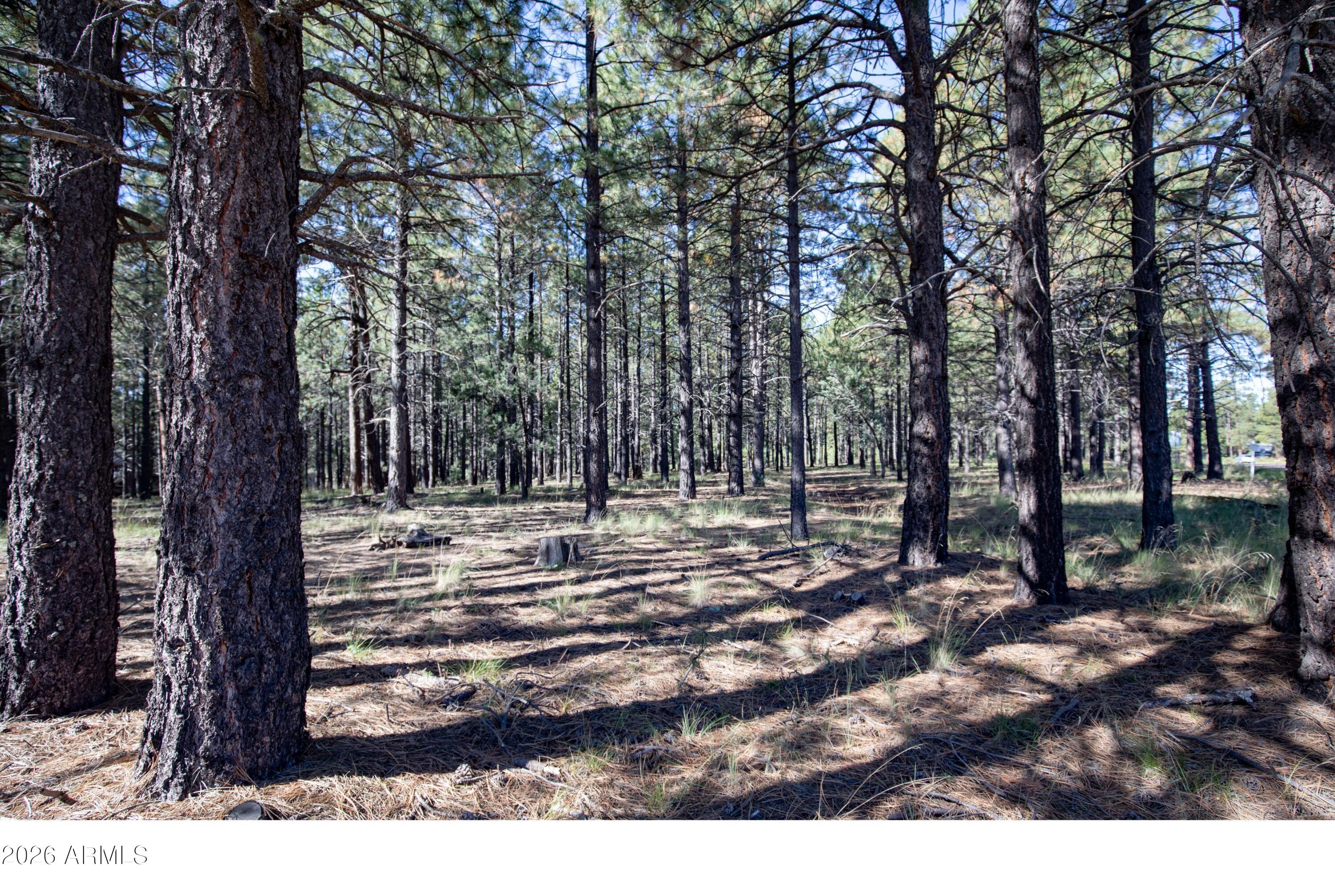 Escape the desert heat to your own private mountain retreat! This beautiful 1-acre parcel is nestled deep within Forest Lakes Estates, offering towering pines and the crisp mountain air you've been craving. Situated at a cool 7,700 feet, you can trade triple-digit summers for comfortable July days in the mid-70s.

Best of all, this perfect weekend getaway is just a scenic, straightforward 2-hour drive from the Valley. Whether you are looking to build your dream cabin or secure a pristine piece of land, this 1-acre lot provides the ultimate canvas for your high-country vision. Don't miss your chance to own a slice of Arizona's premier mountain paradise.