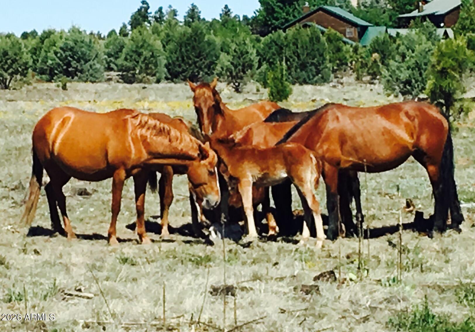 BISON RANCH RESORT SUITES - Residential