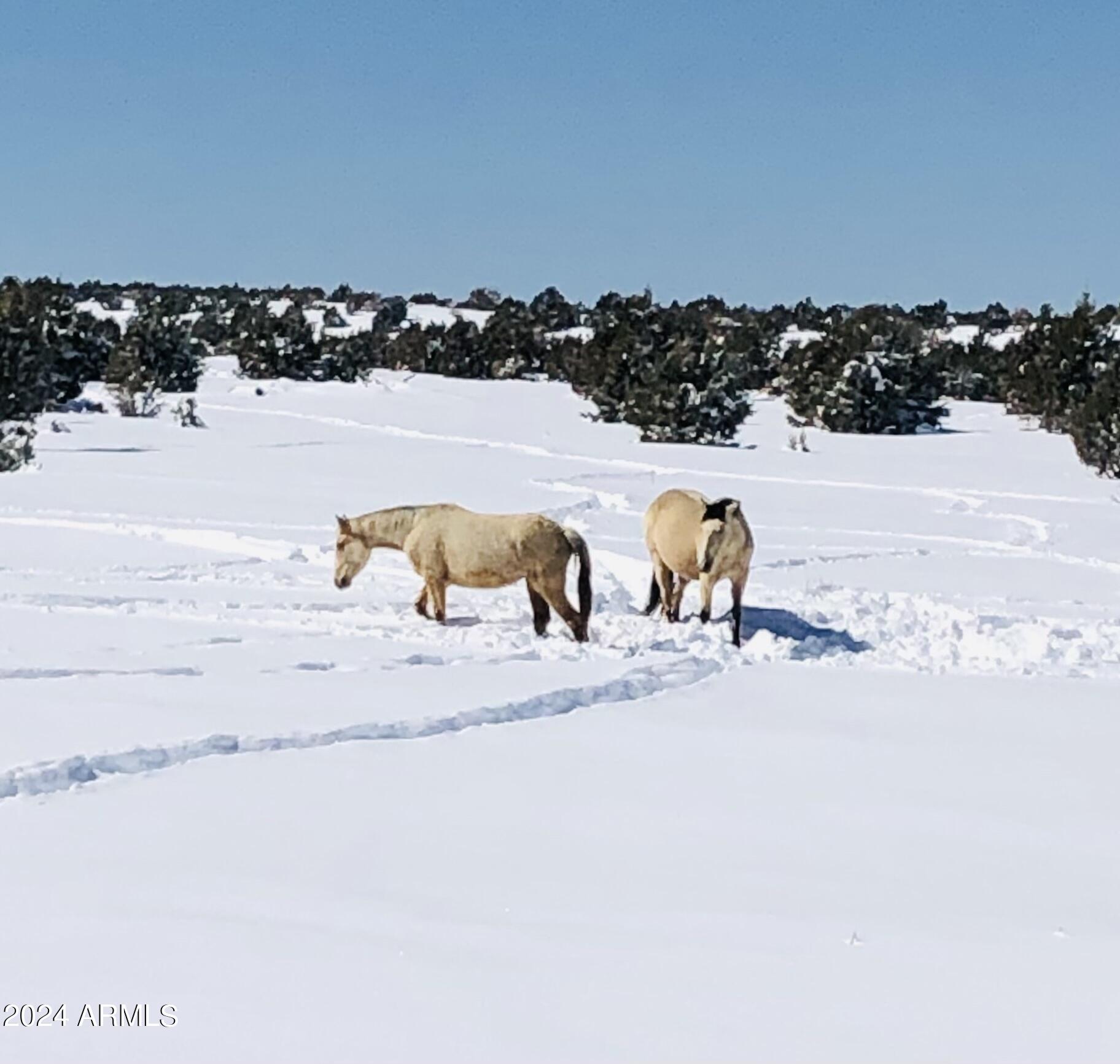 BISON RANCH RESORT SUITES - Residential