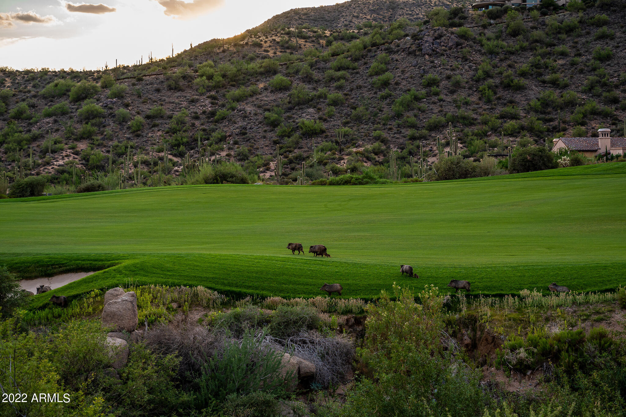Desert Mountain - Residential