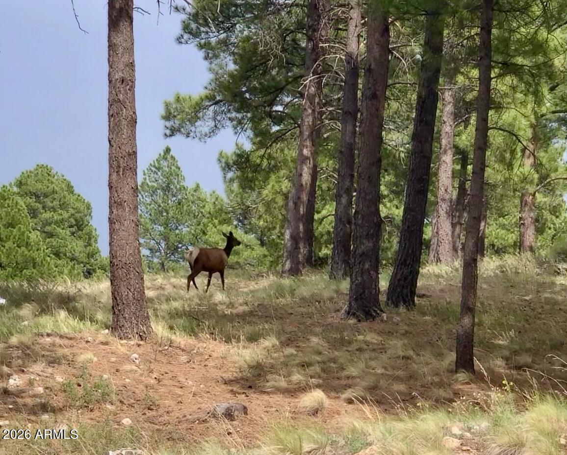 Pine Canyon - Land
